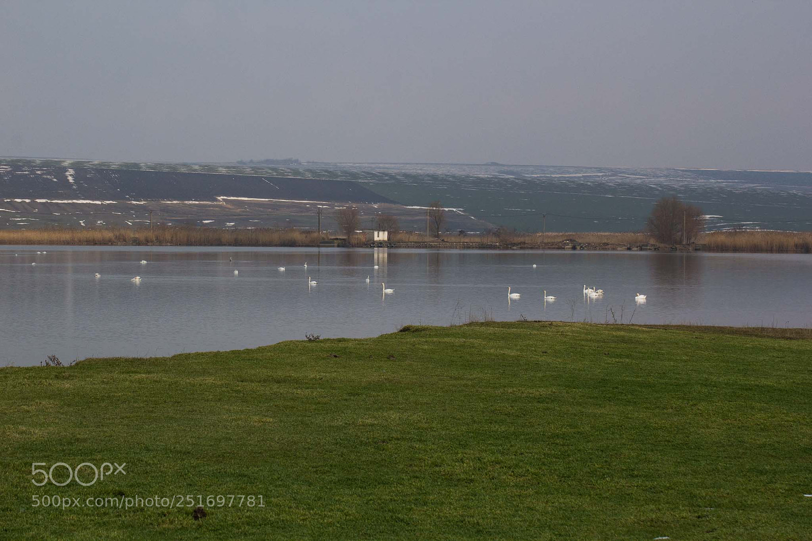 Canon EOS 60D sample photo. Mute swans/cygnus olor photography
