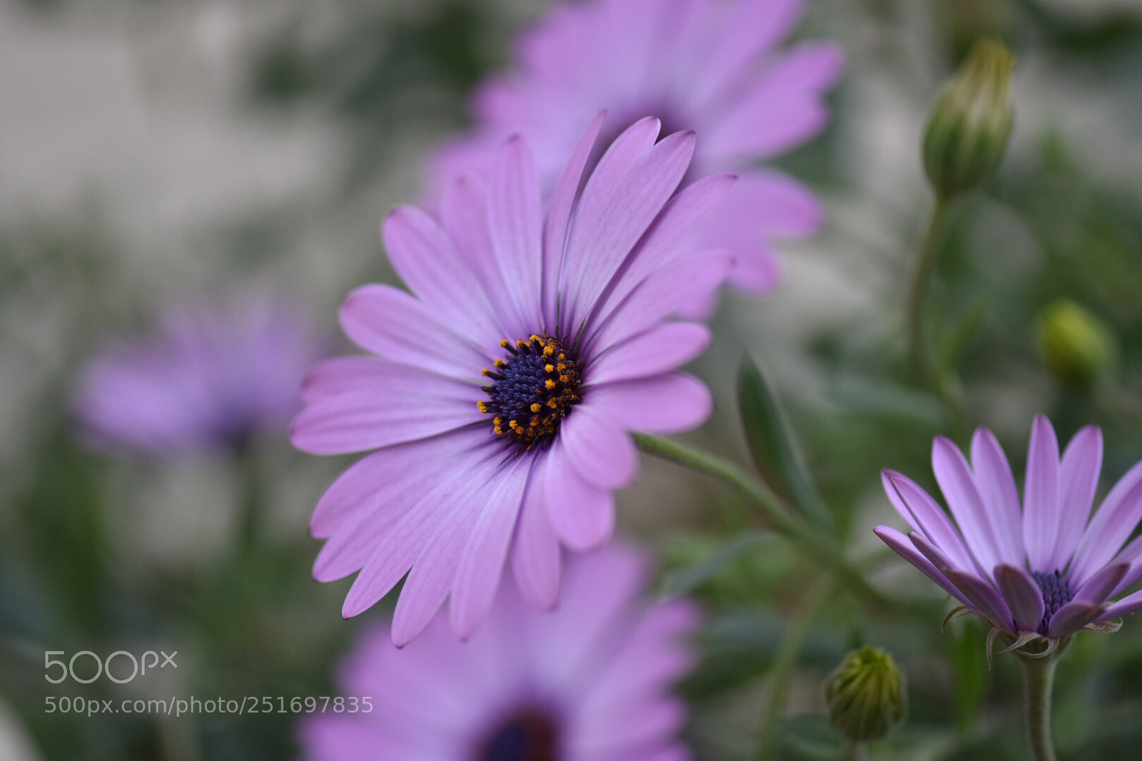 Nikon D7200 sample photo. Purple daisy photography