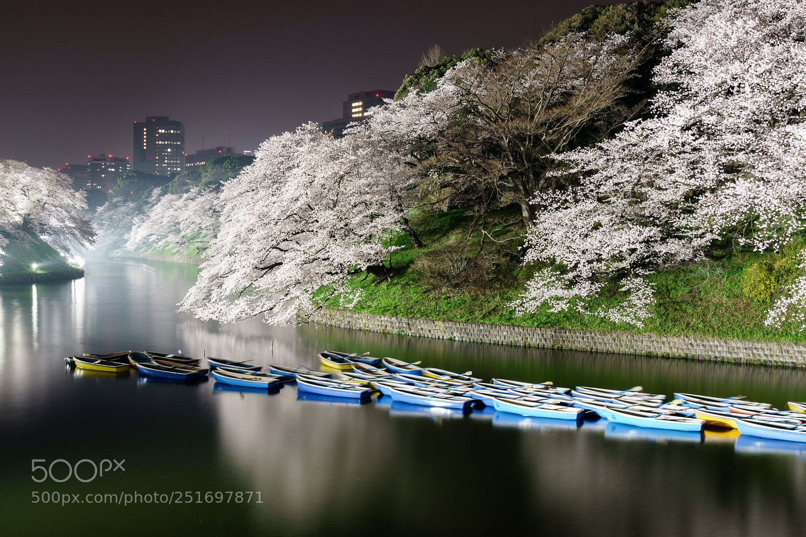 Sony a9 sample photo. Cherry blossoms photography