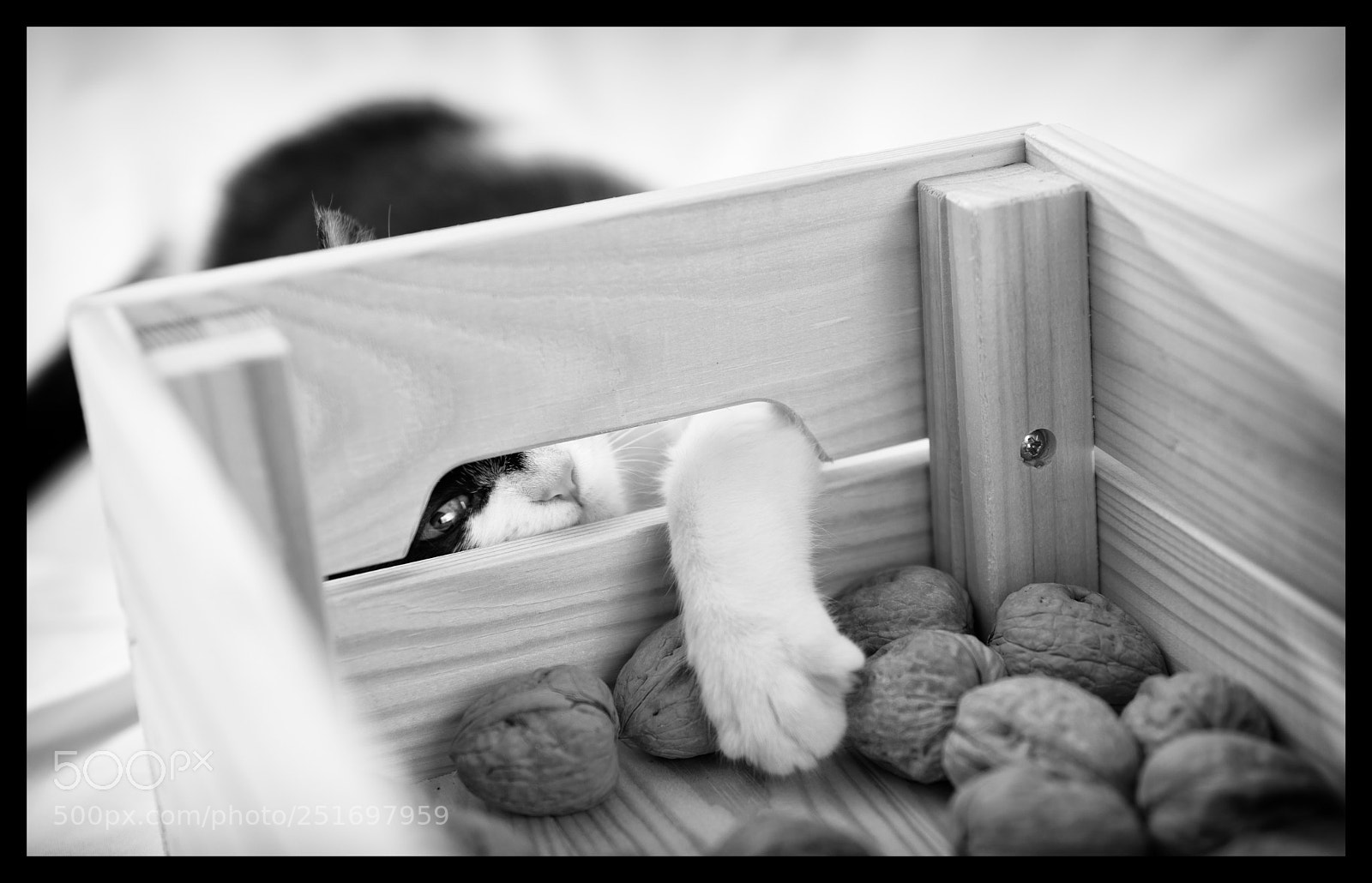 Canon EOS 5D Mark IV sample photo. La cascanueces /  the nutcracker photography