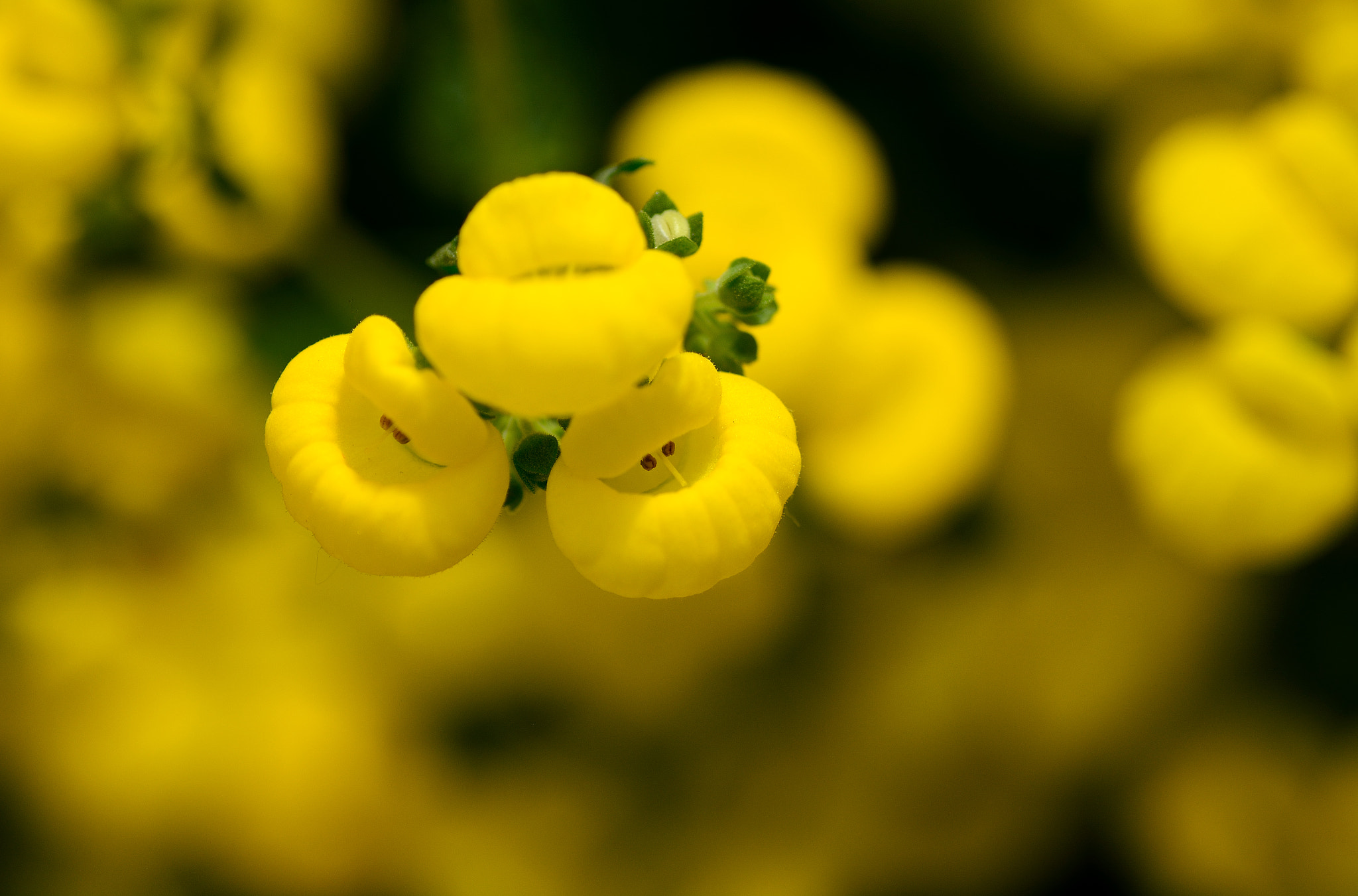 Nikon D7100 sample photo. Yellow photography