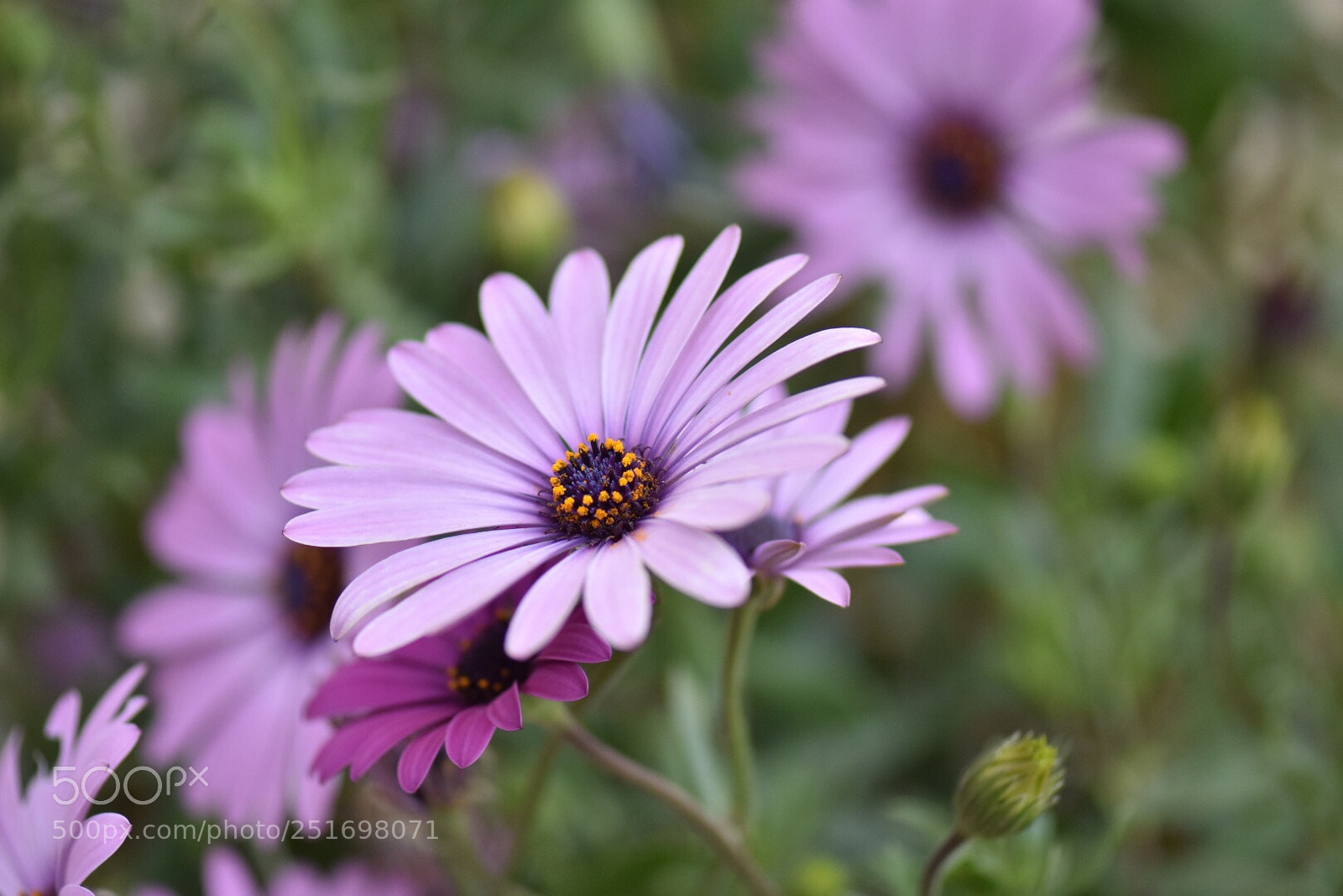 Nikon D7200 sample photo. Purple daisy 2 photography