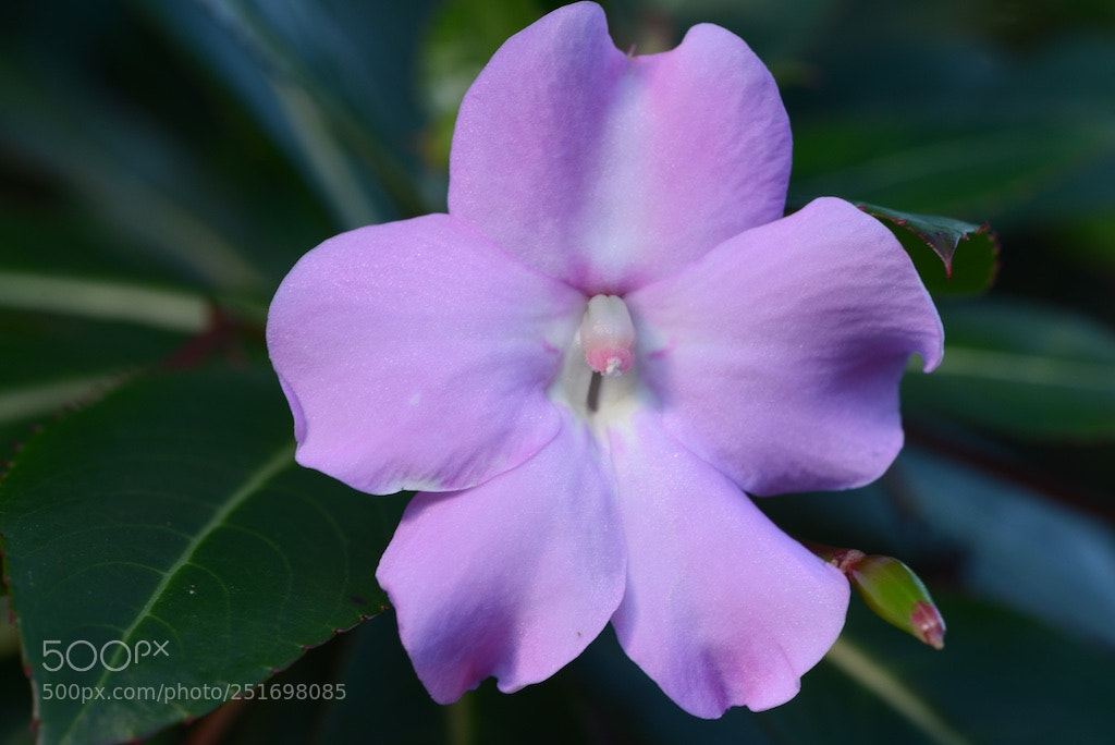 Nikon D600 sample photo. Pur[ple flower photography