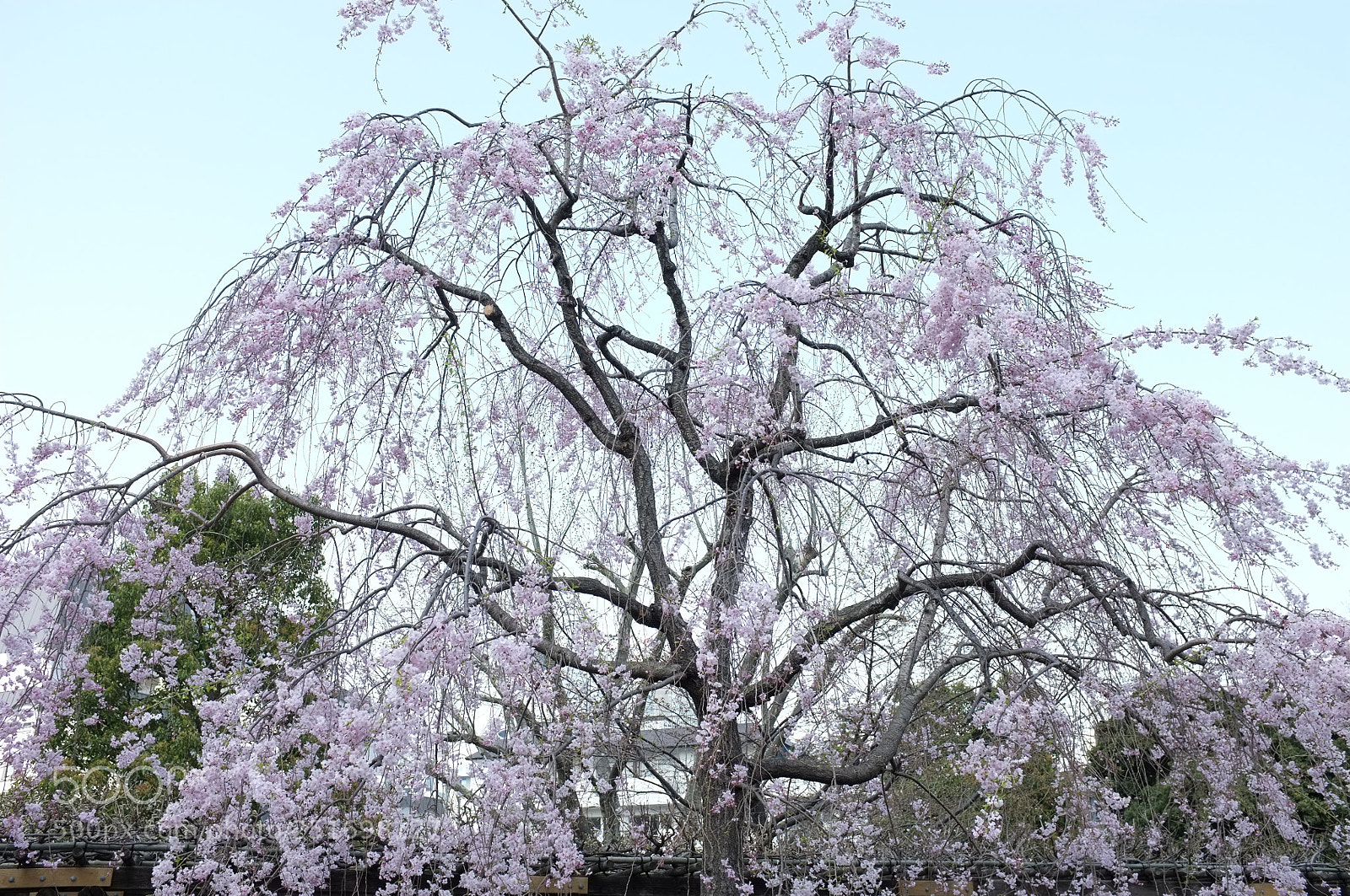 Fujifilm FinePix X100 sample photo. Spring has arrived photography