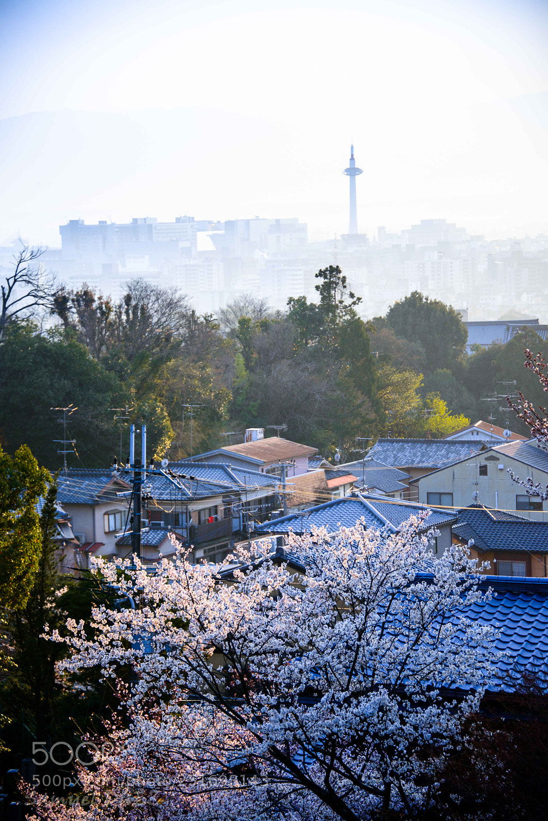 Nikon D800 sample photo. Spring in kyoto photography