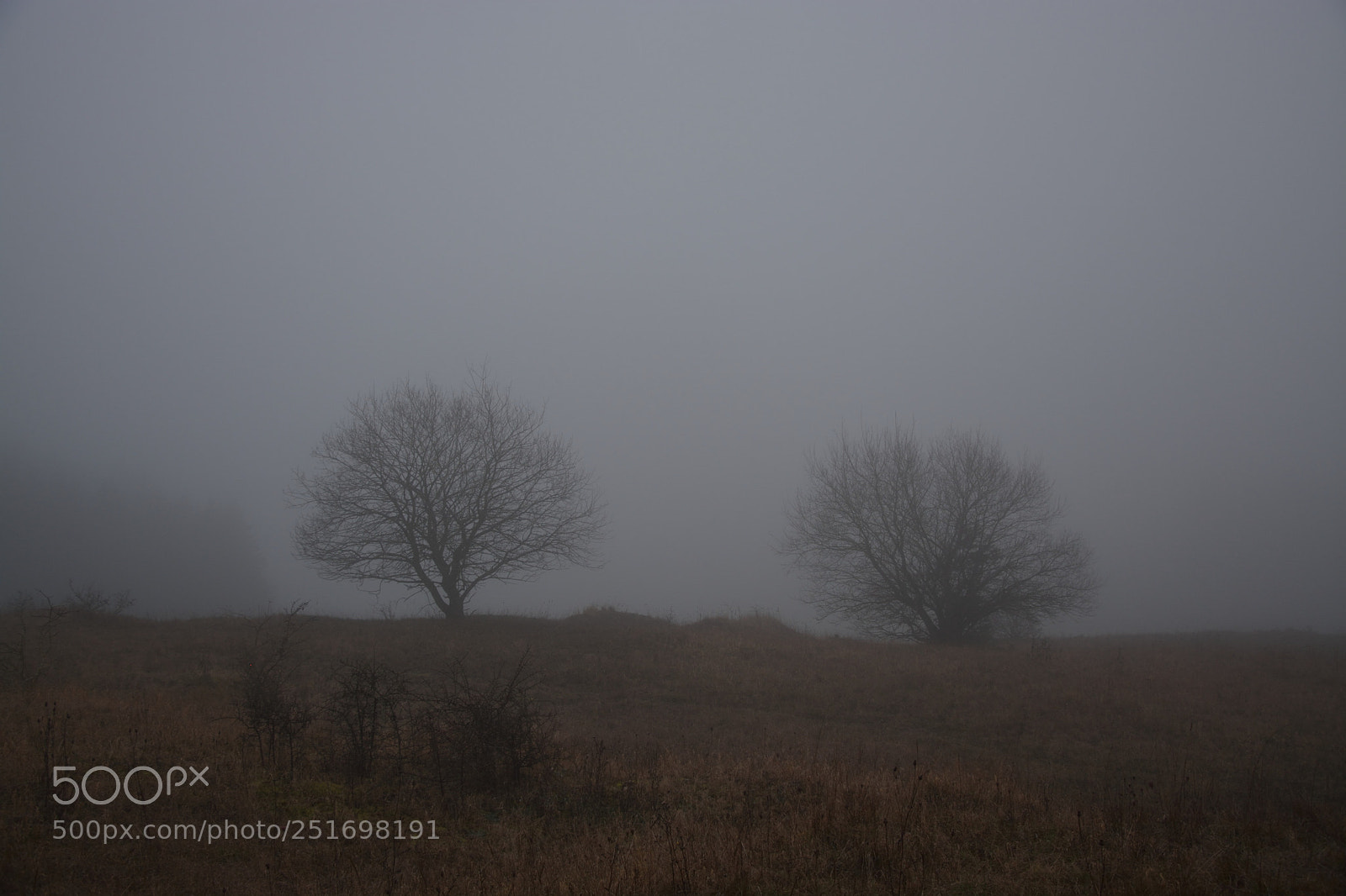 Nikon D5200 sample photo. Fog and trees photography