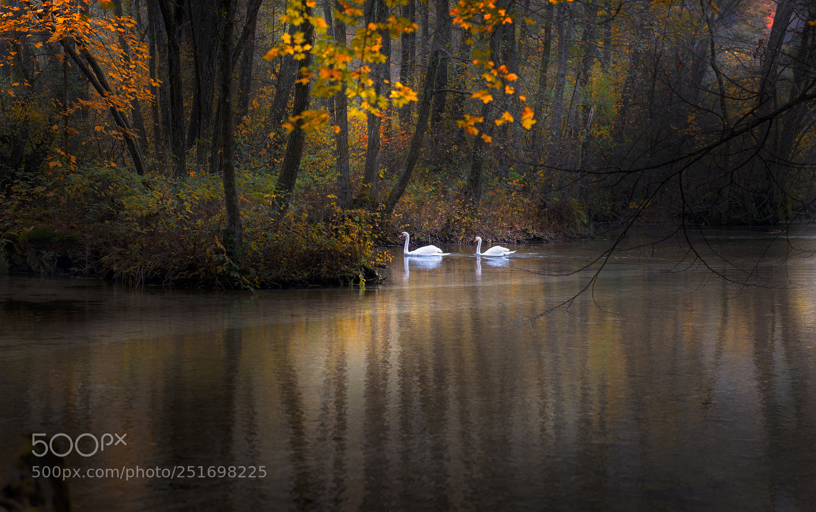Nikon D610 sample photo. Swans photography