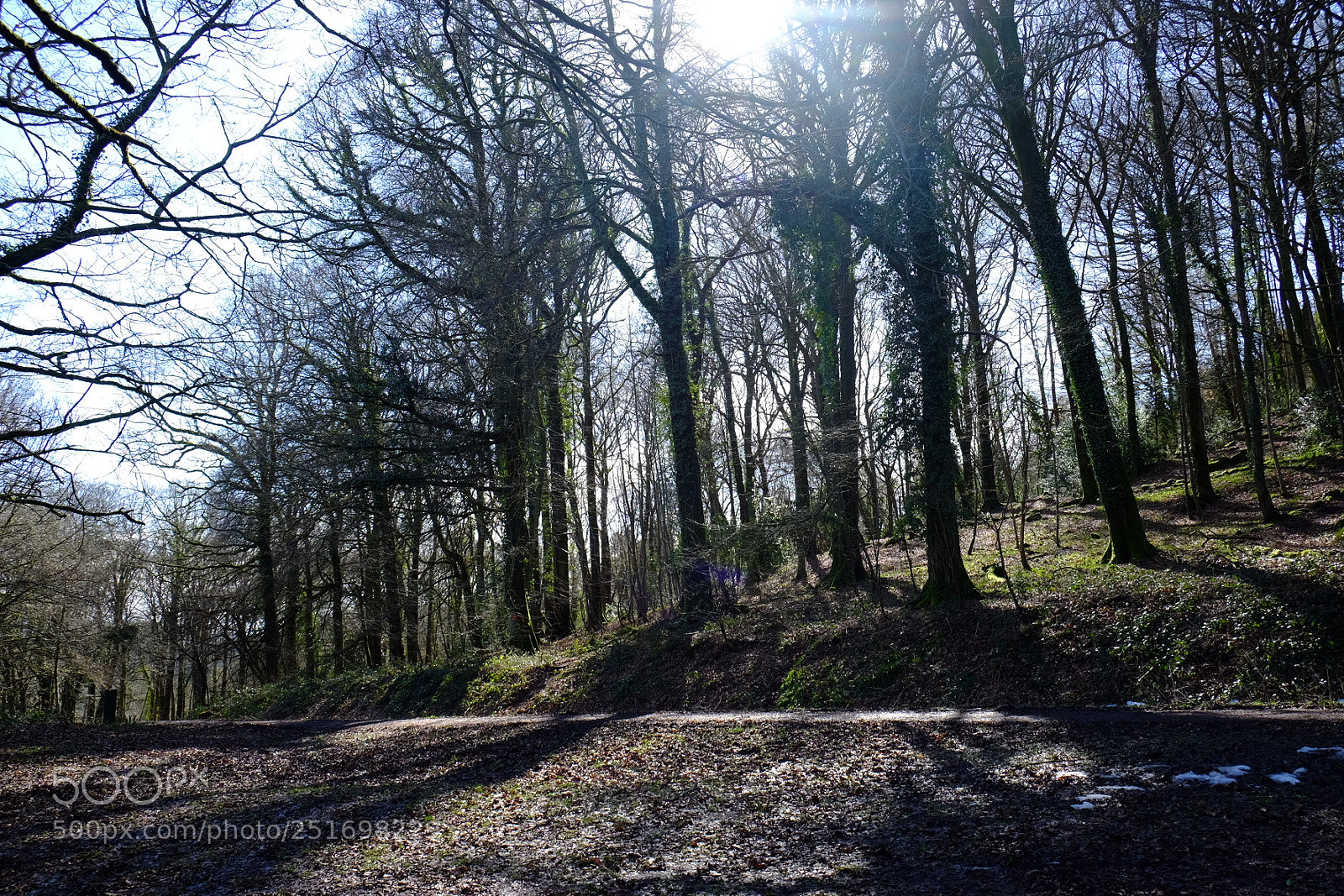 Fujifilm X-T1 sample photo. Into the woods photography