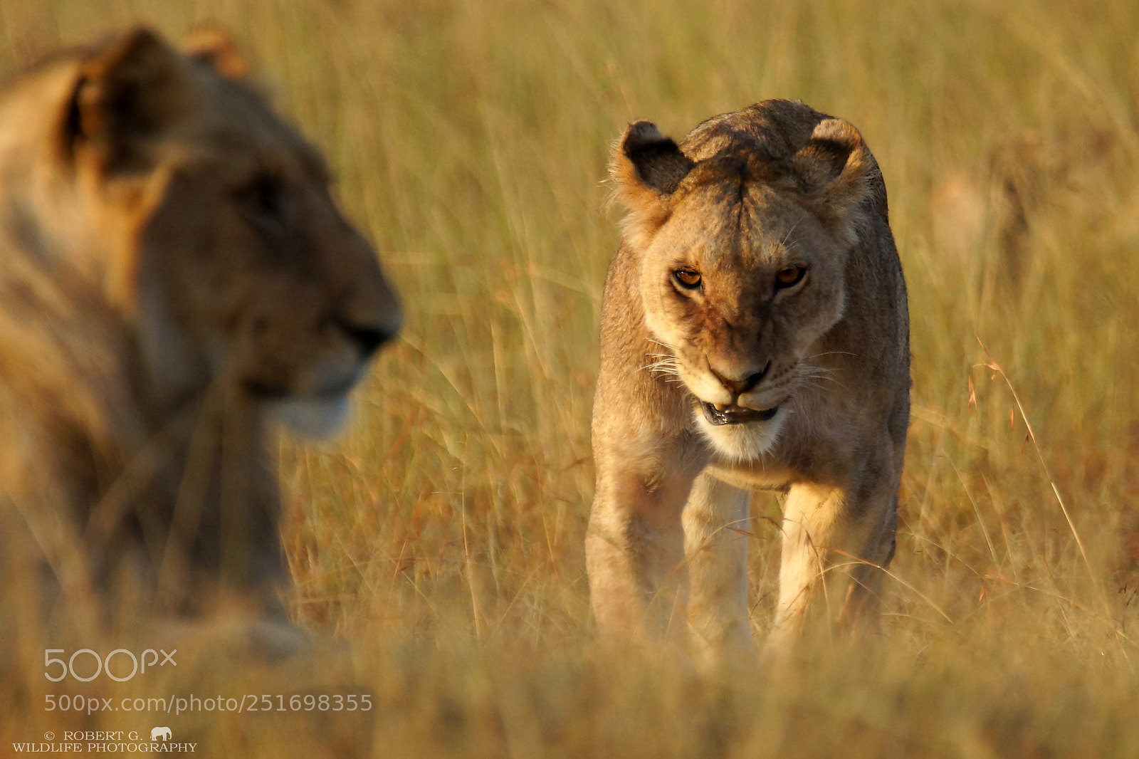 Sony SLT-A77 sample photo. Lions photography