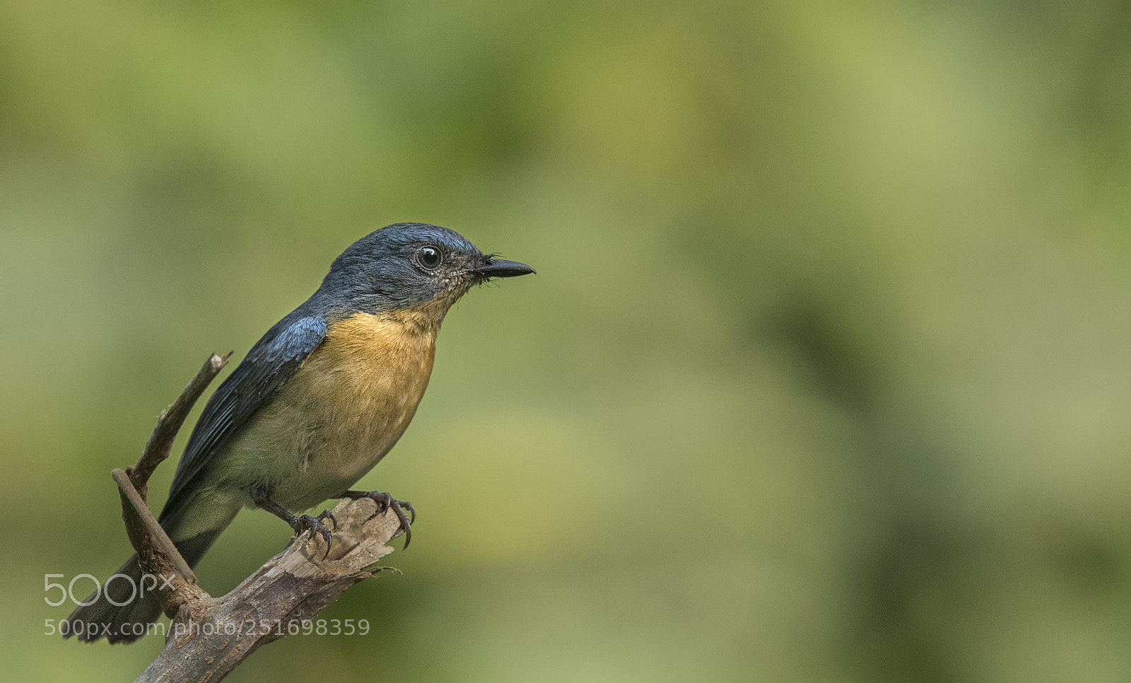 Nikon D500 sample photo. Tickell's blue flycatcher photography