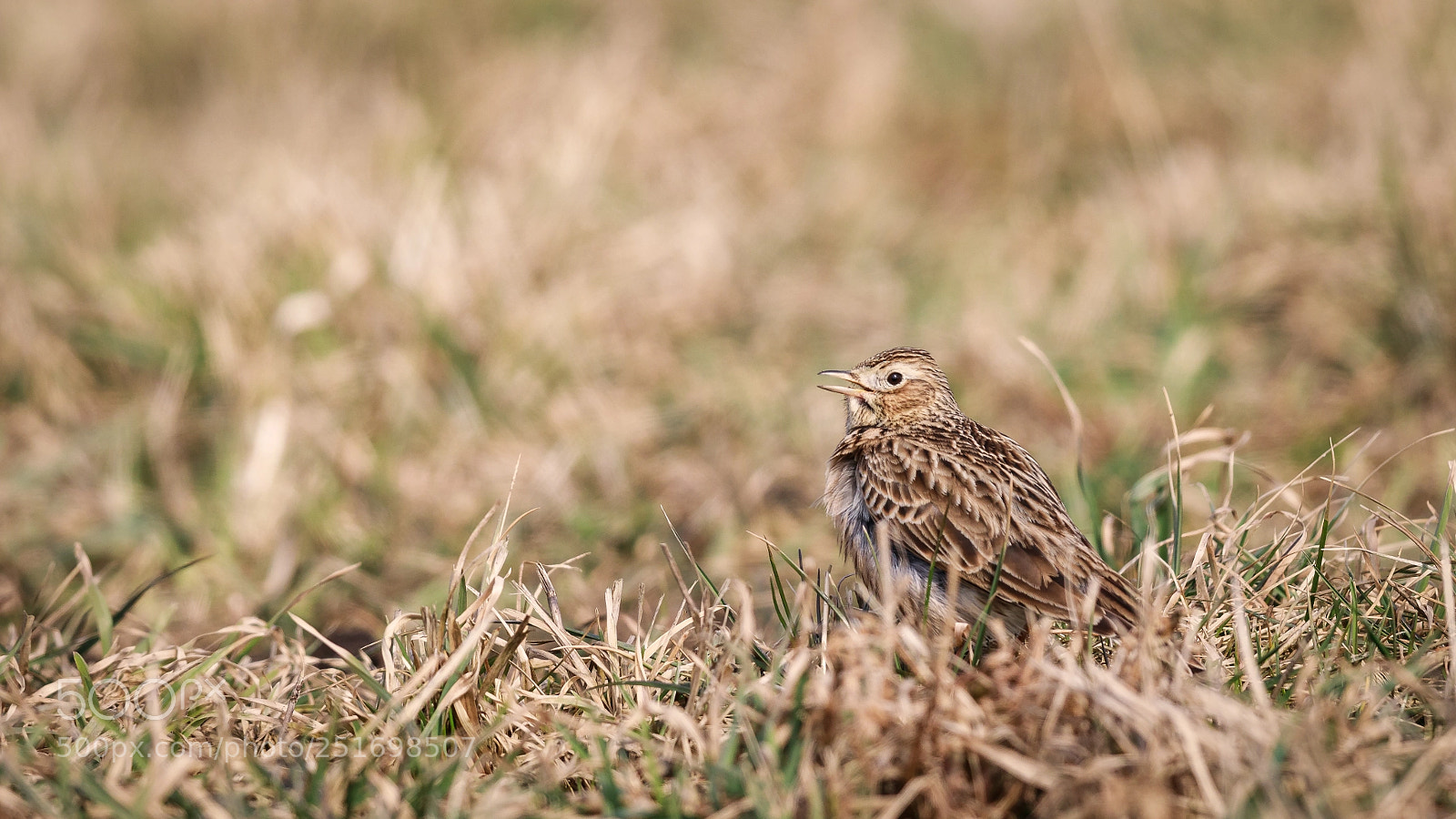 Canon EOS 5D Mark IV sample photo. Skylark photography