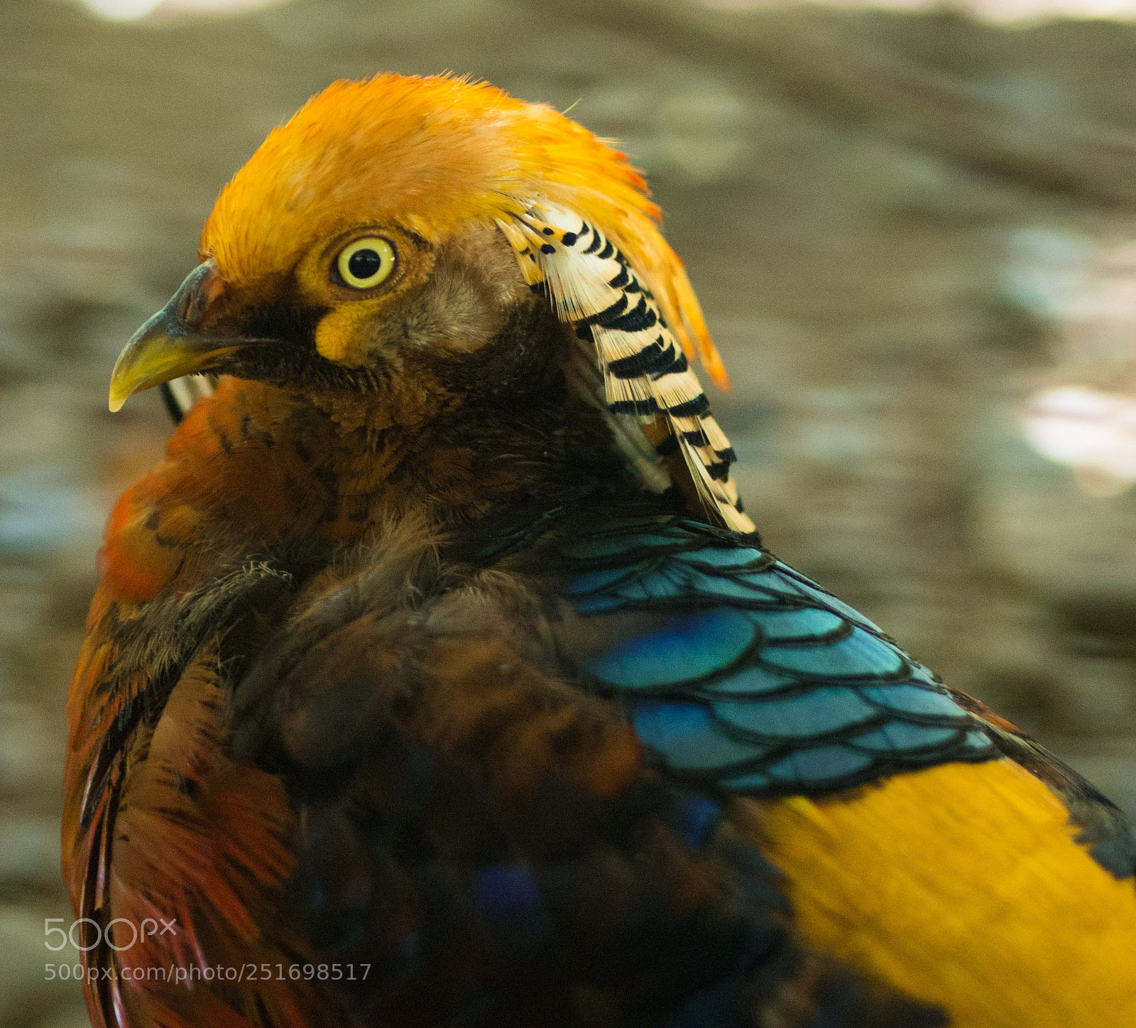 Olympus OM-D E-M5 sample photo. Chrysoopus pictus photography