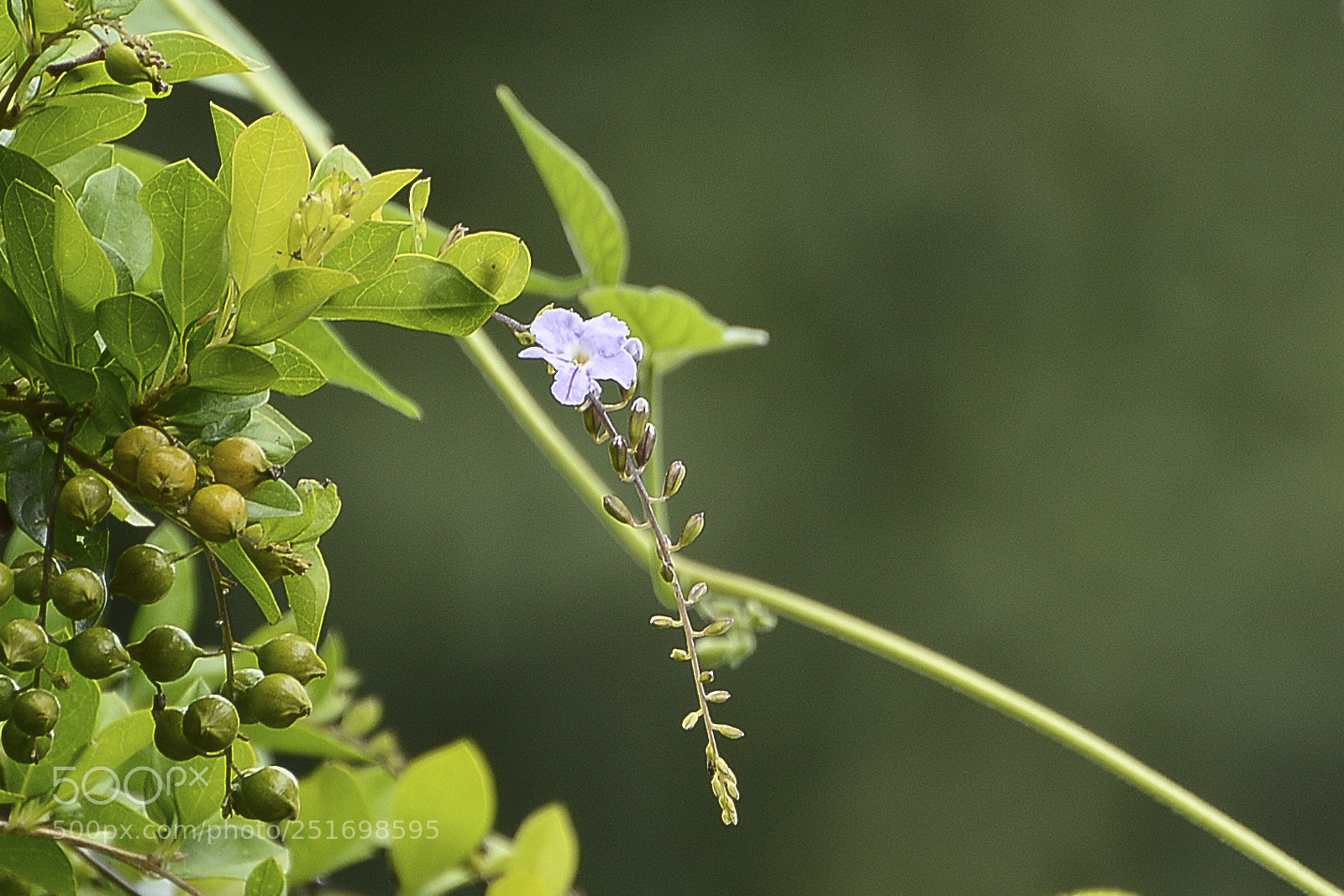 Nikon D7100 sample photo. Detalhes de uma natureza photography