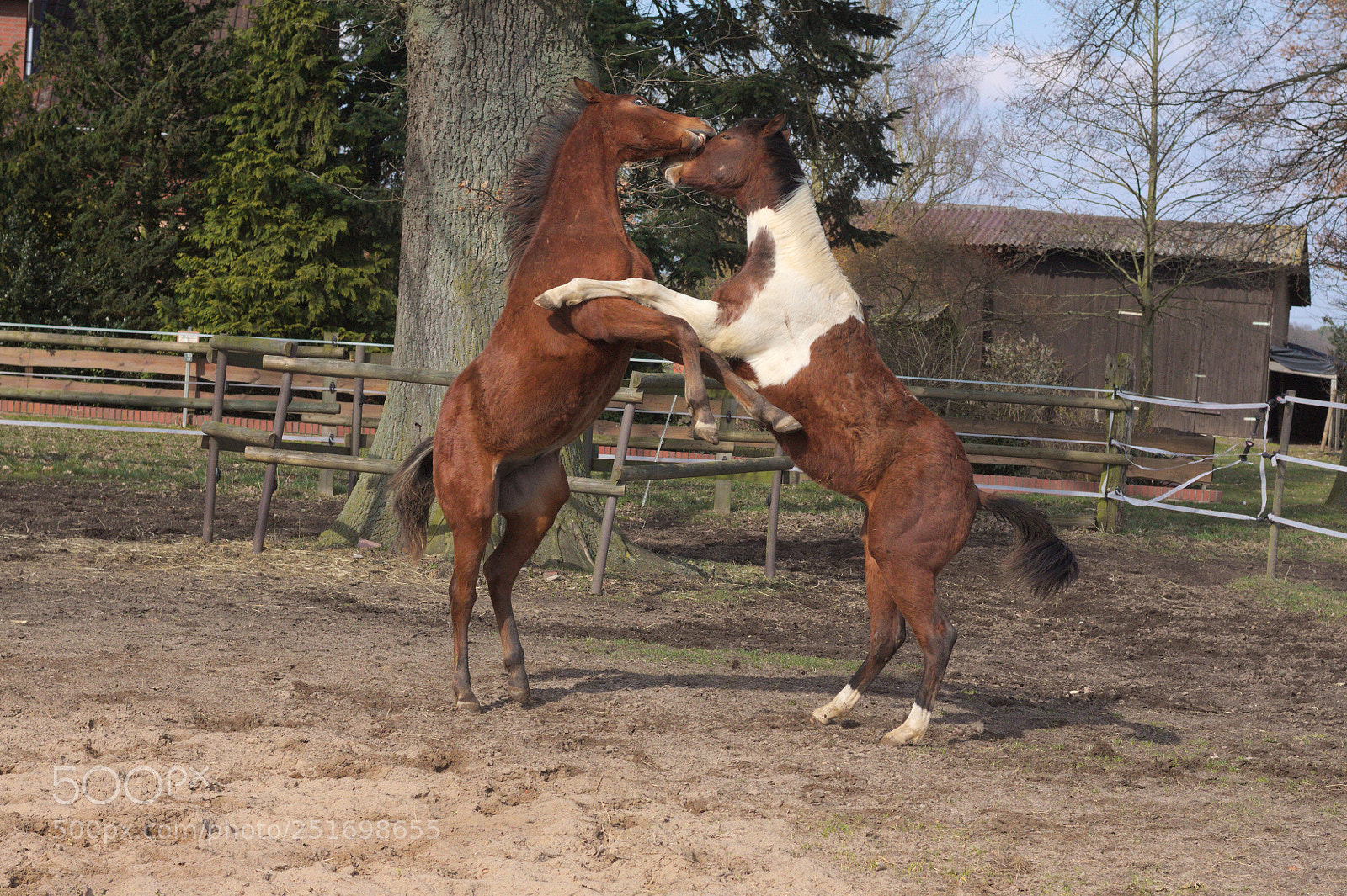 Canon EOS 50D sample photo. Playing horses photography