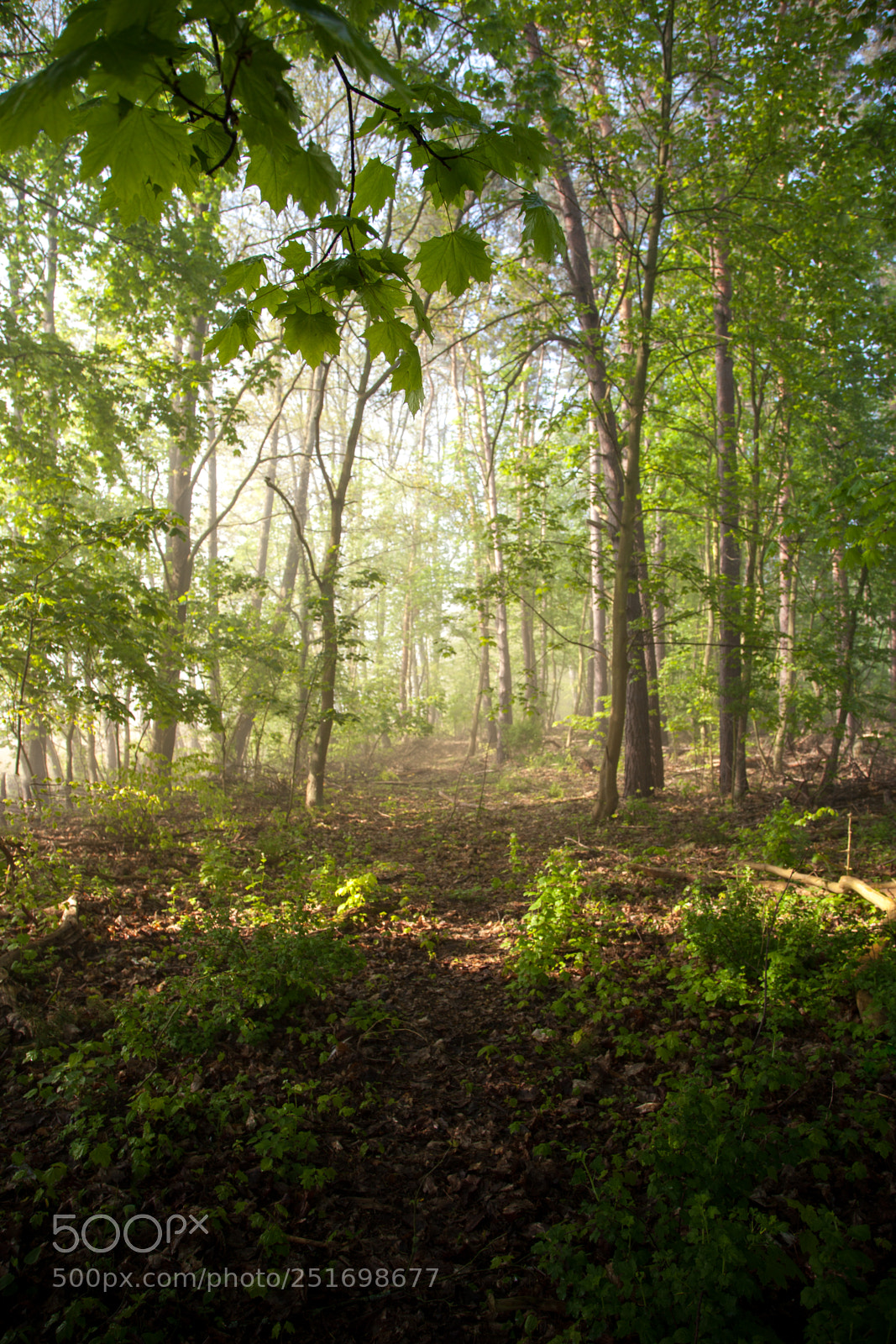 Canon EOS 5D Mark II sample photo. Rainy weather with fog photography
