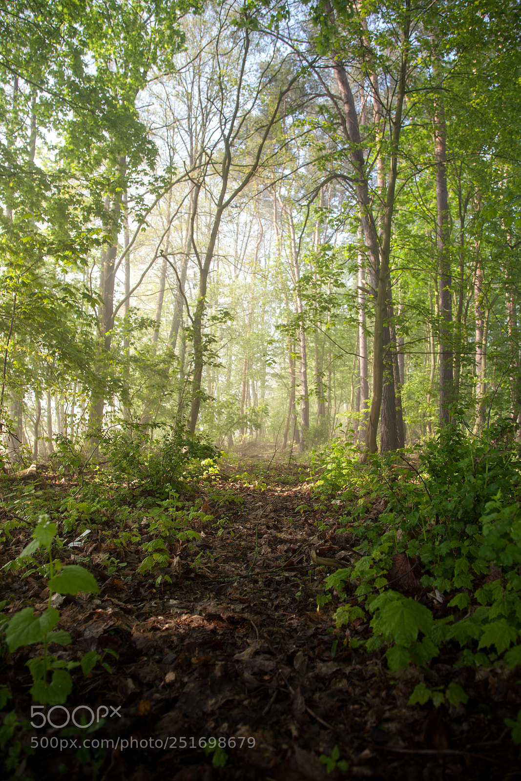 Canon EOS 5D Mark II sample photo. Rainy weather with fog photography