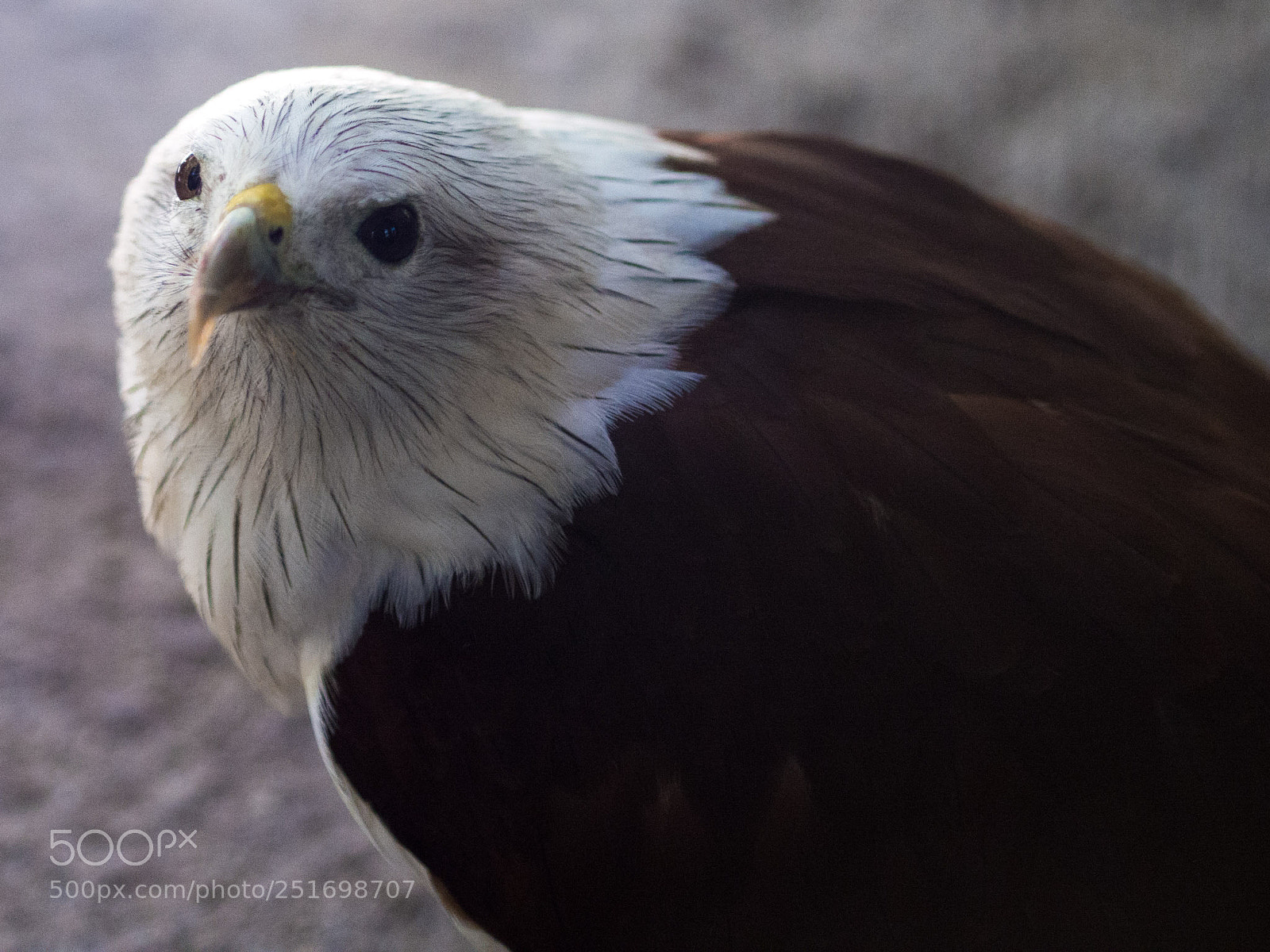 Olympus OM-D E-M5 sample photo. Eagle photography
