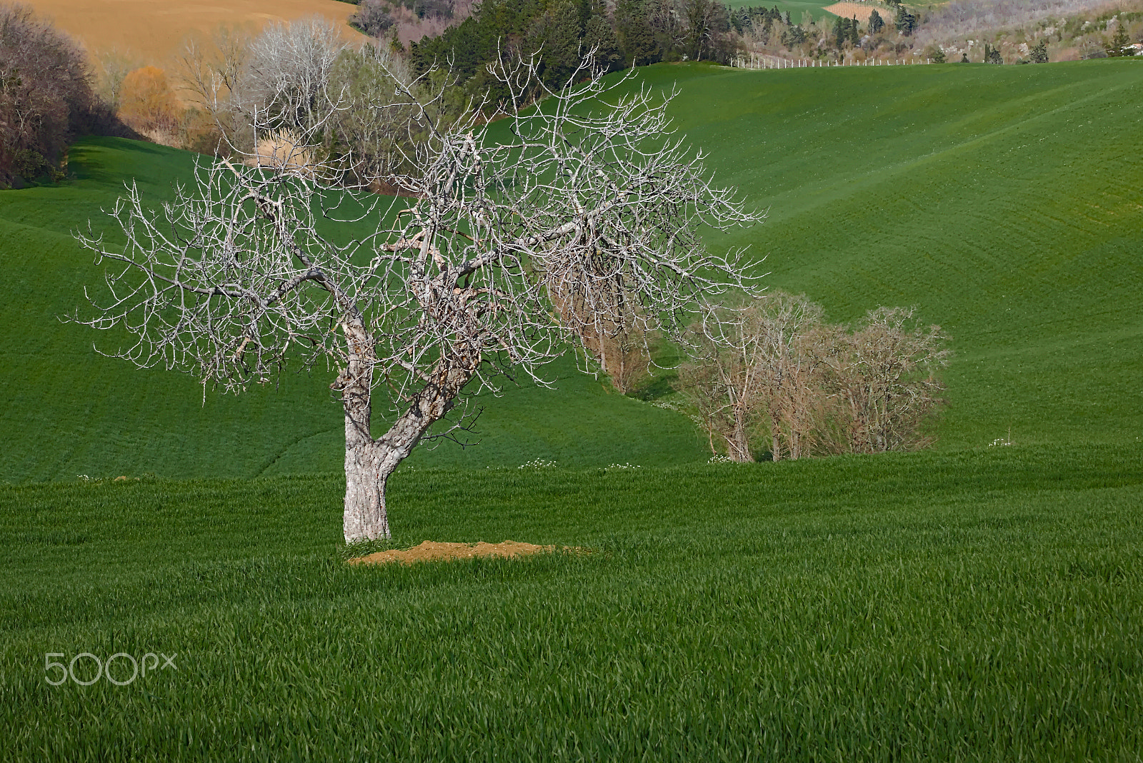 Canon EOS 70D + Tamron SP 35mm F1.8 Di VC USD sample photo. Over the green photography