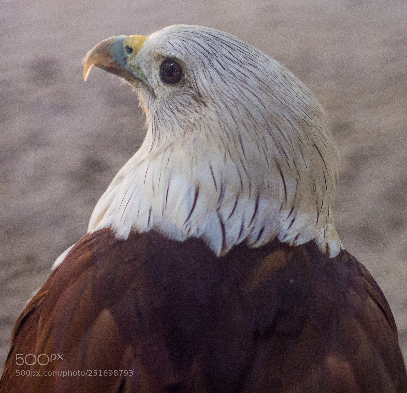 Olympus OM-D E-M5 sample photo. Eagle photography