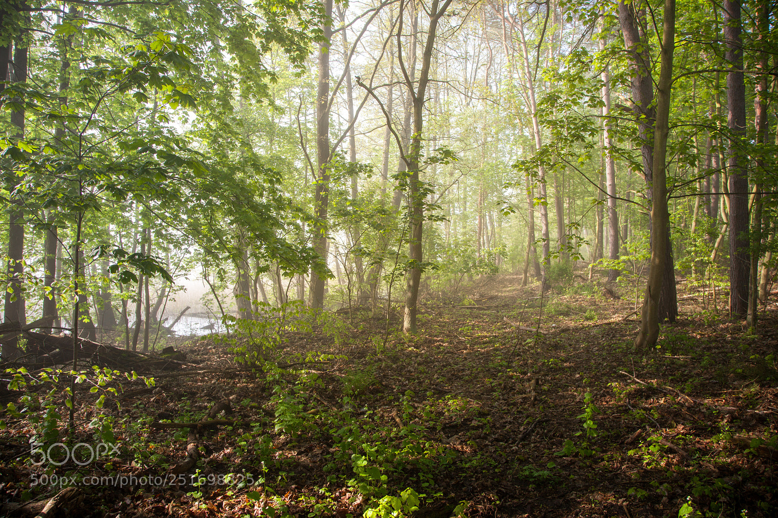 Canon EOS 5D Mark II sample photo. Rainy weather with fog photography