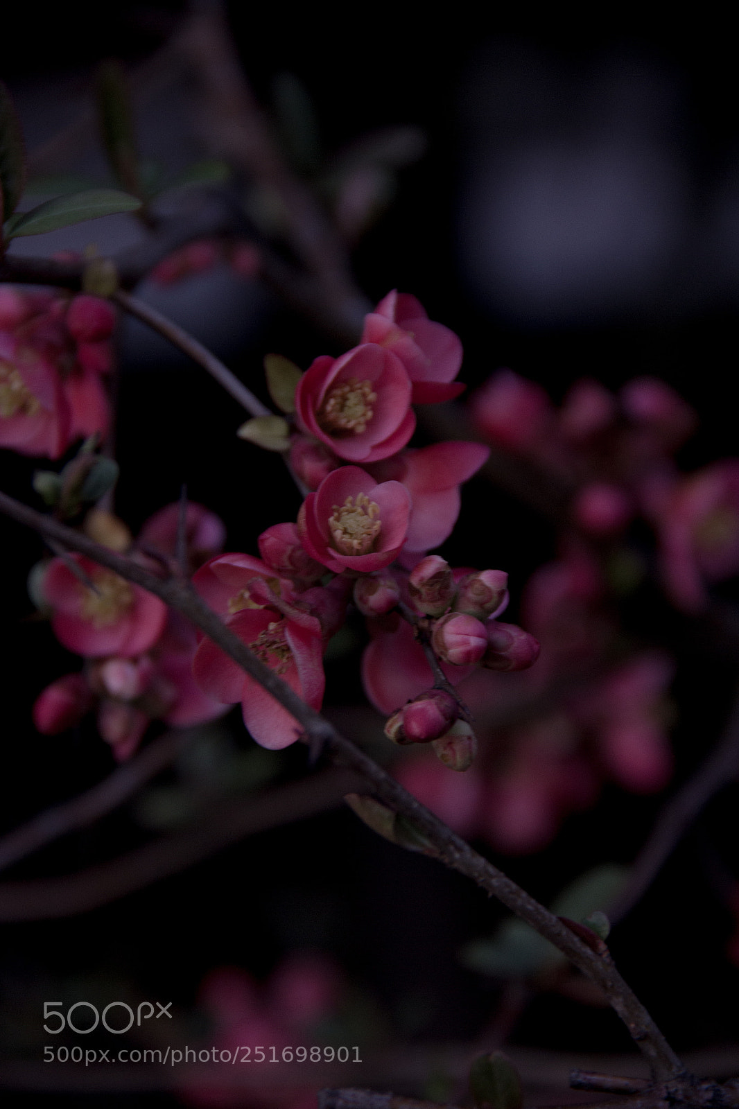 Canon EOS 60D sample photo. Awakening. photography