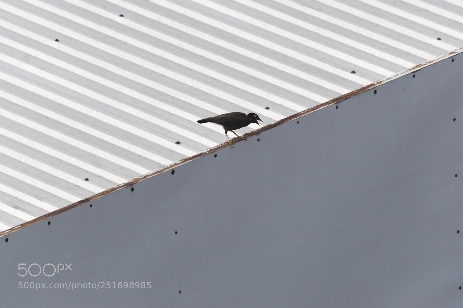 Sony ILCA-77M2 sample photo. The bird's on the photography