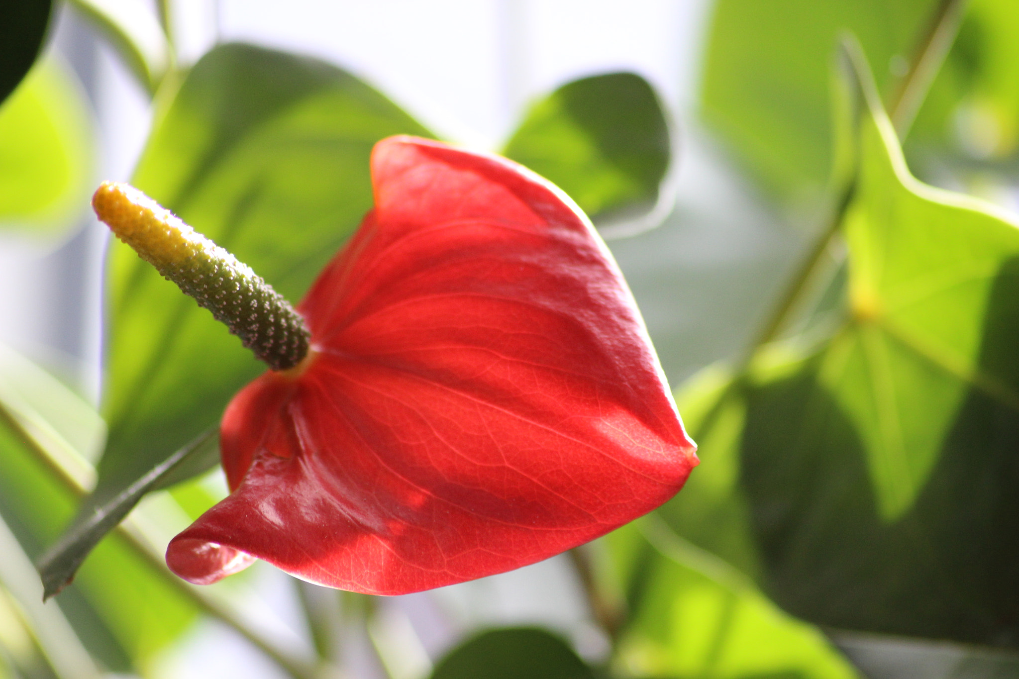 Canon EOS 600D (Rebel EOS T3i / EOS Kiss X5) sample photo. Red flower photography