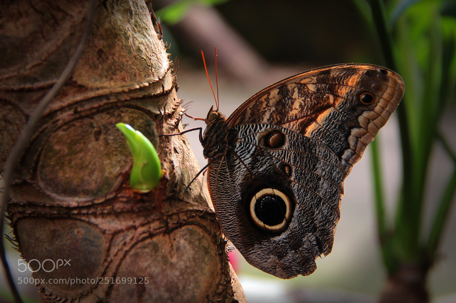 Canon EOS 600D (Rebel EOS T3i / EOS Kiss X5) sample photo. Schmetterling photography