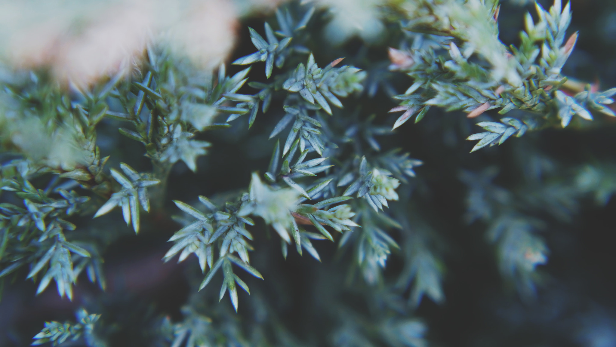 YI TECHNOLOGY M1 sample photo. Leaf photography