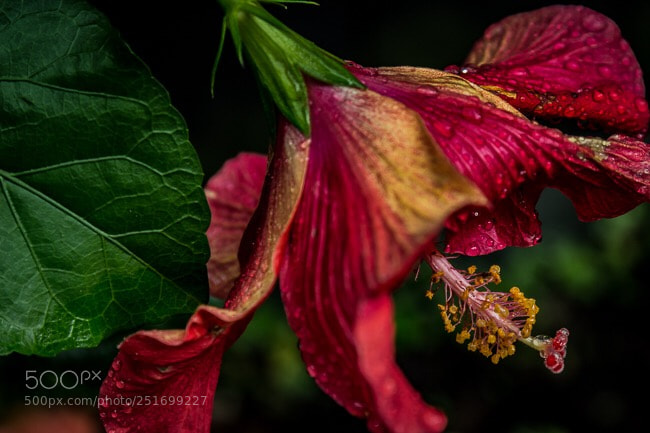Canon EOS 100D (EOS Rebel SL1 / EOS Kiss X7) sample photo. Emerging hibiscus  photography