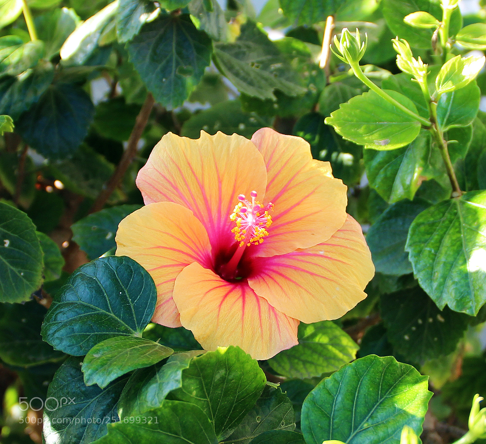 Canon EOS 600D (Rebel EOS T3i / EOS Kiss X5) sample photo. Hibiscus photography