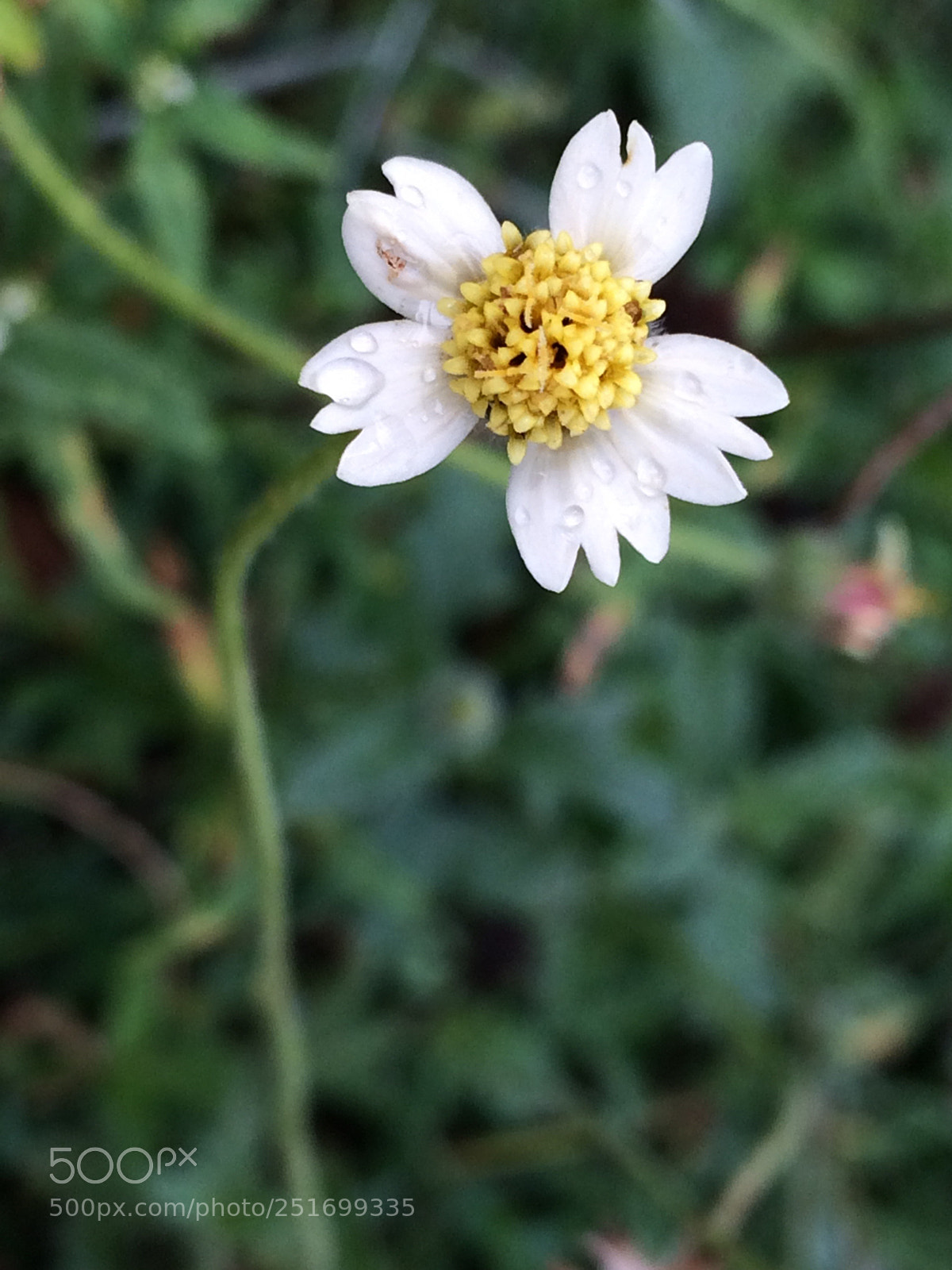 Apple iPhone 5s sample photo. Flower photography