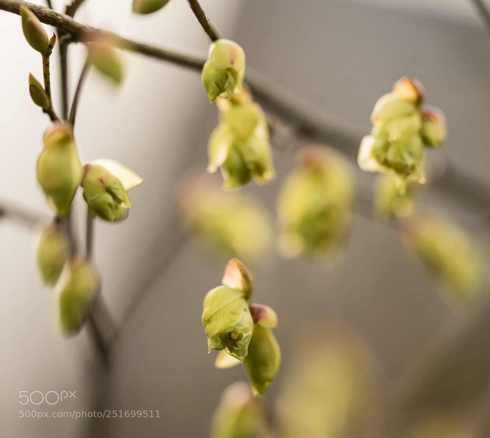 Sony a7R sample photo. Early spring photography
