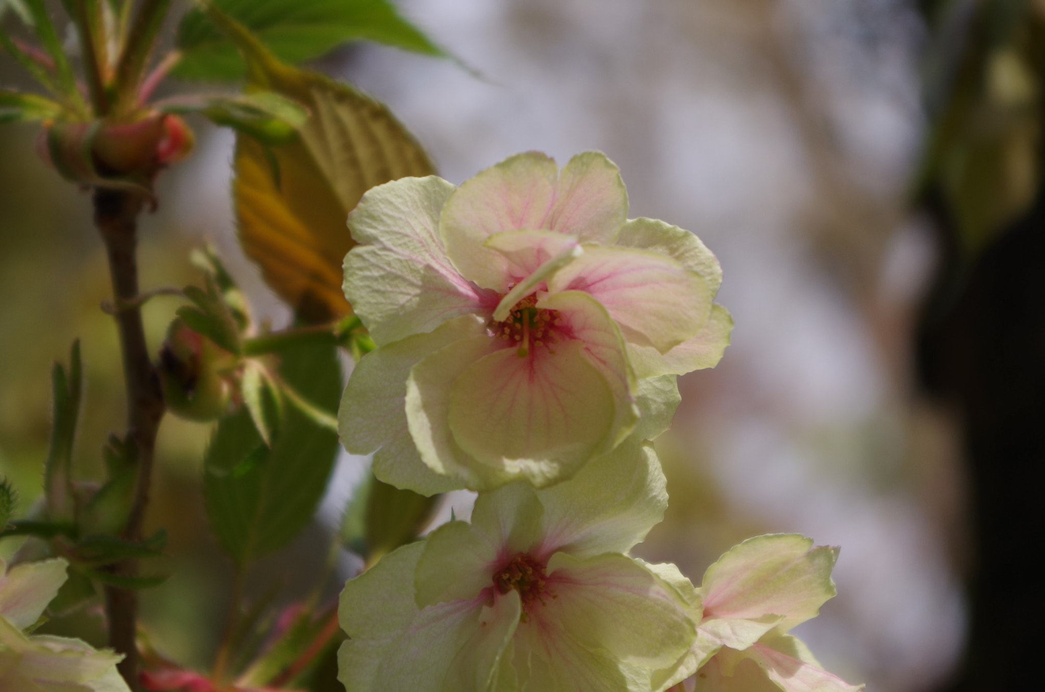 smc PENTAX-DA L 18-55mm F3.5-5.6 sample photo. Its name is gioiko(gyoikoh) photography