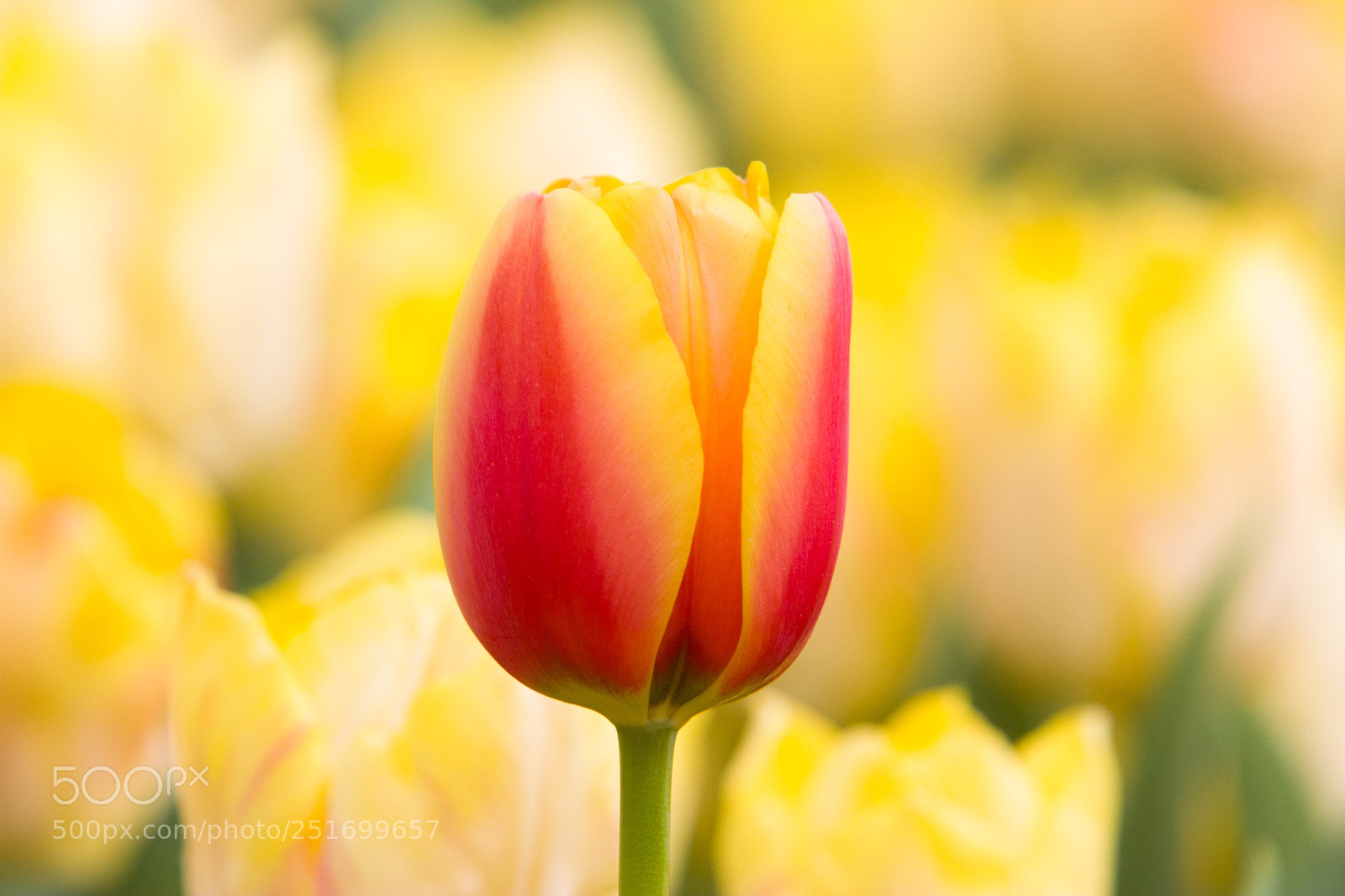 Canon EOS 7D sample photo. Tulip in hk flower photography