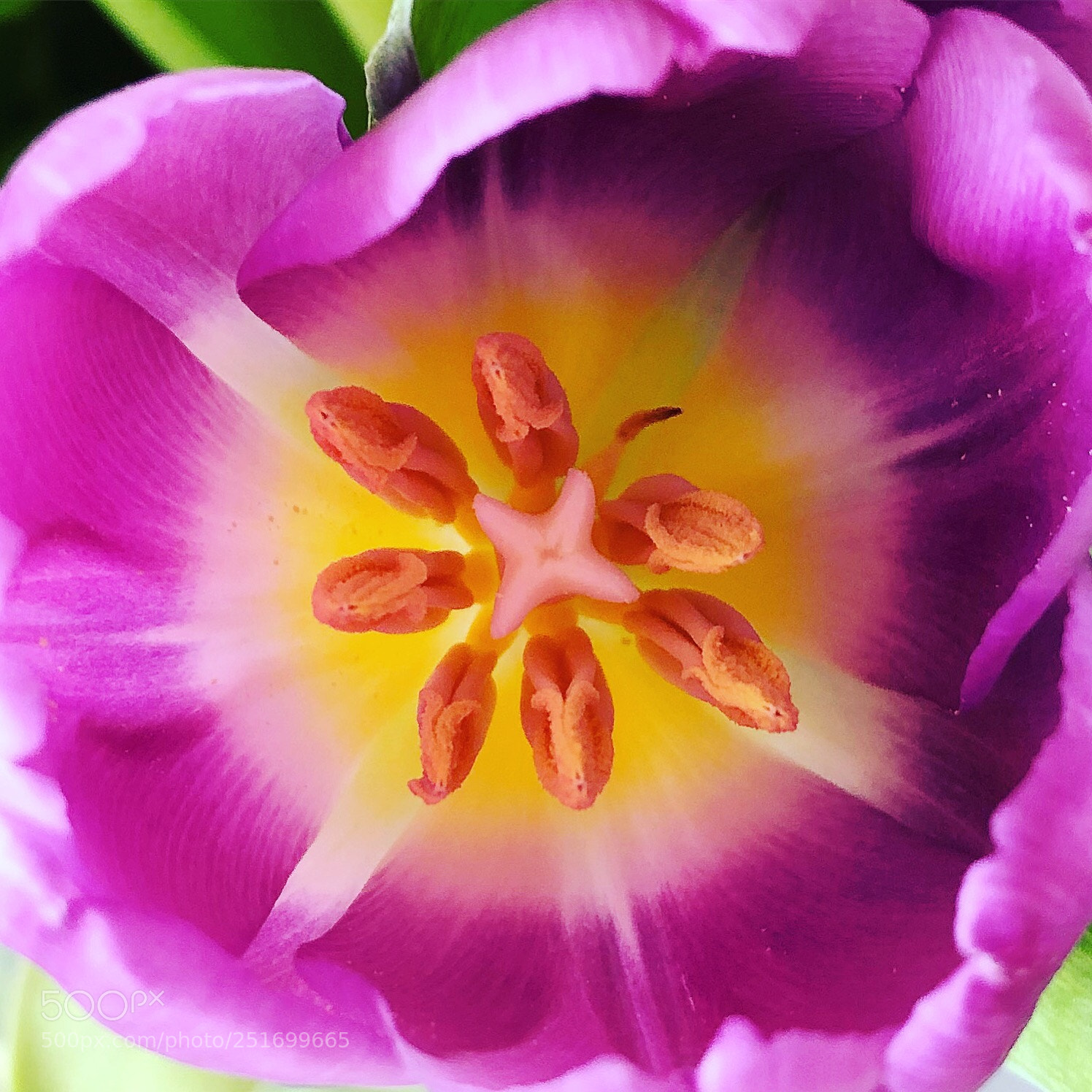 Apple iPhone 8 Plus sample photo. Tulip photography