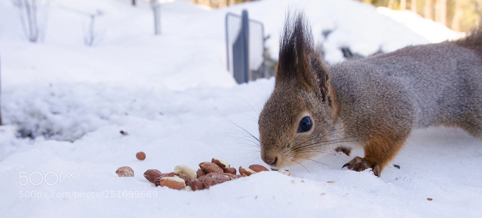 Nikon D7000 sample photo. Shy nut eater photography