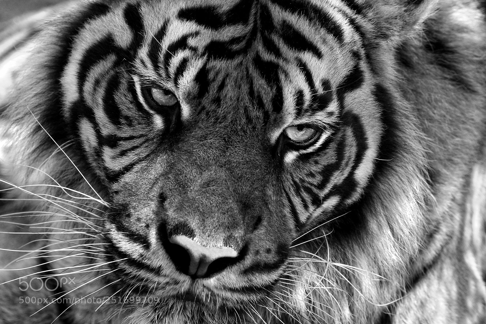 Canon EOS 650D (EOS Rebel T4i / EOS Kiss X6i) sample photo. Tiger. photography