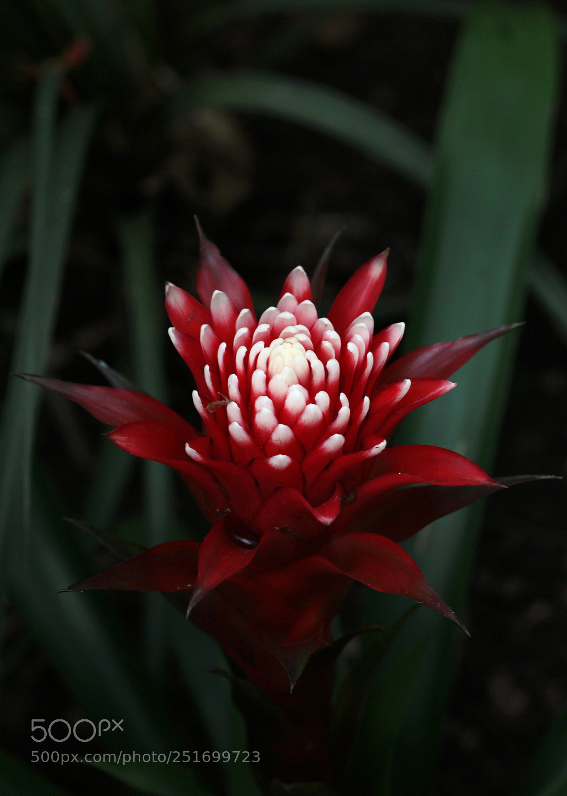 Canon EOS 600D (Rebel EOS T3i / EOS Kiss X5) sample photo. Flower photography