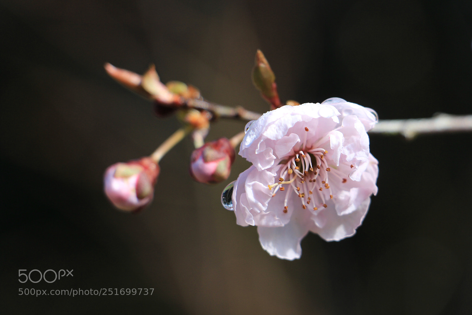 Canon EOS 700D (EOS Rebel T5i / EOS Kiss X7i) sample photo. Blossom photography