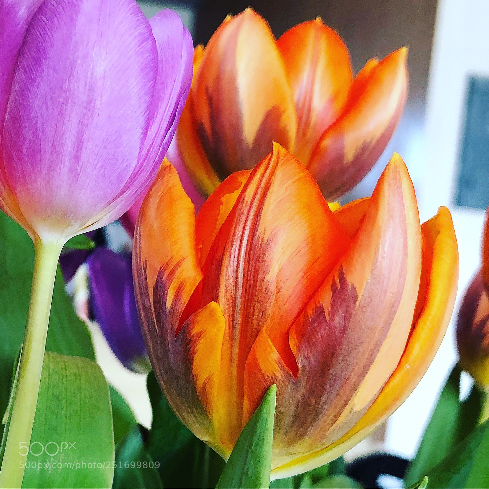 Apple iPhone 8 Plus sample photo. Tulips photography