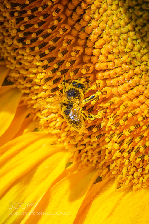 Canon EOS 400D (EOS Digital Rebel XTi / EOS Kiss Digital X) sample photo. Sunflower and the bee photography