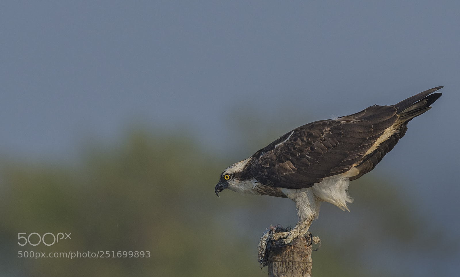 Nikon D500 sample photo. Osprey photography