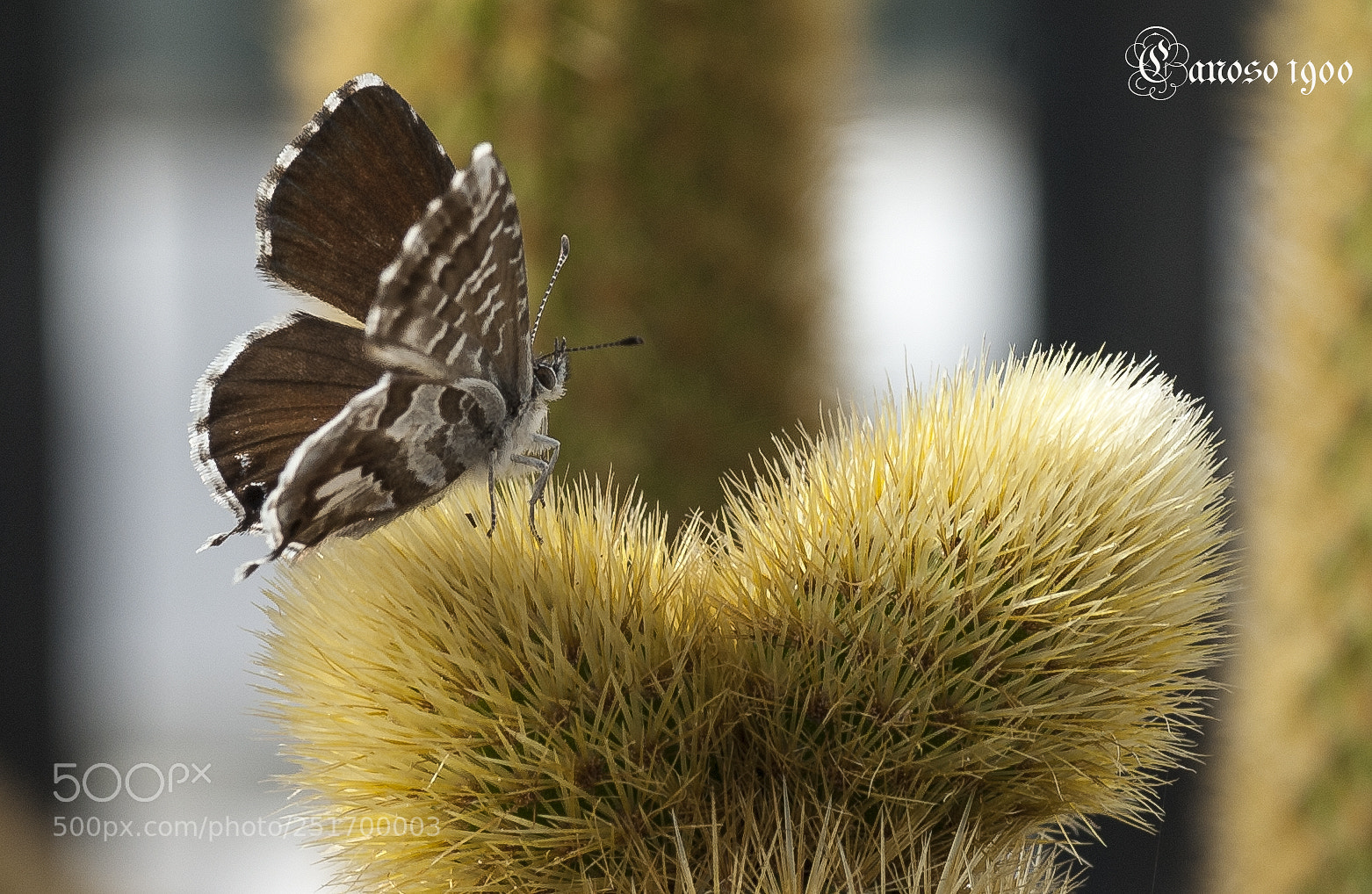 Nikon D700 sample photo. Primavera photography