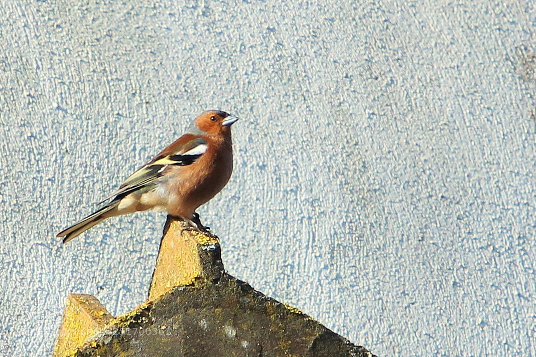 Canon EOS 600D (Rebel EOS T3i / EOS Kiss X5) sample photo. Chaffinch photography