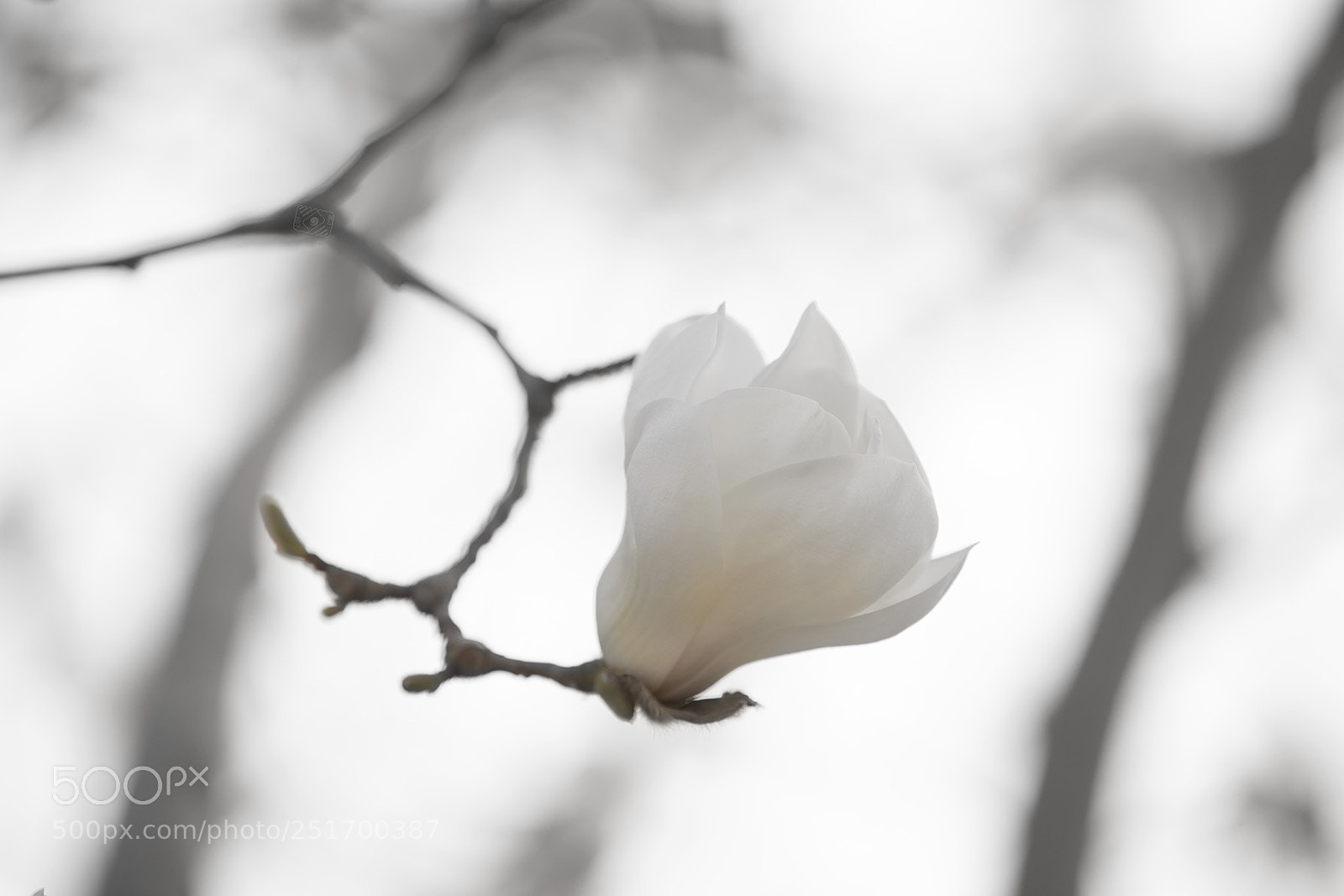 Canon EOS-1D X Mark II sample photo. Magnolia blossoms in spring photography