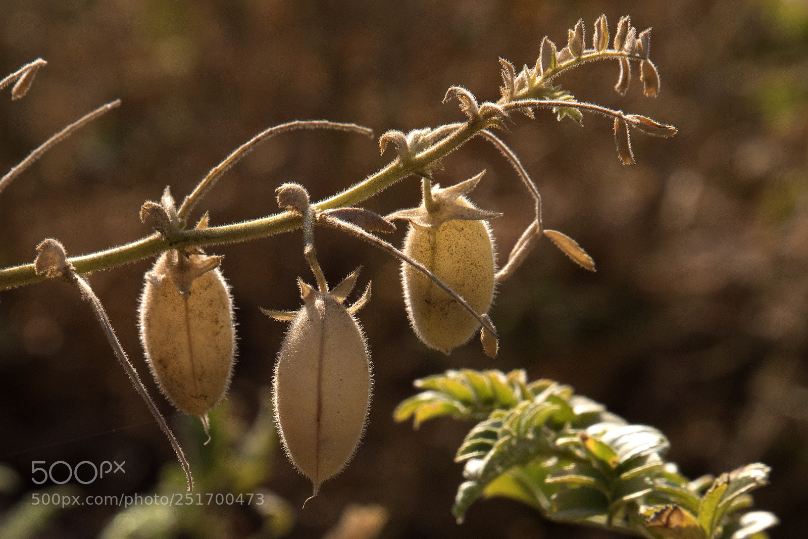 Canon EOS 5D Mark IV sample photo. Qva photography