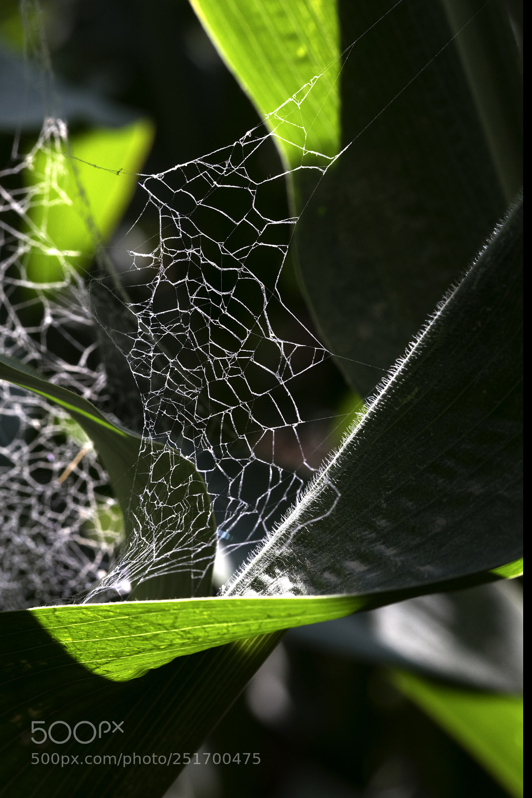 Canon EOS 5D Mark IV sample photo. Qva photography