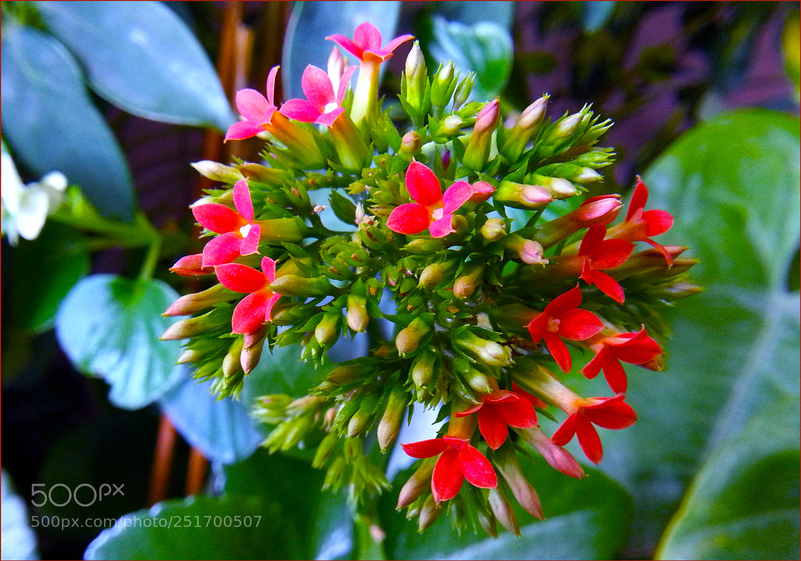 Sony Alpha a3000 sample photo. Flower photography