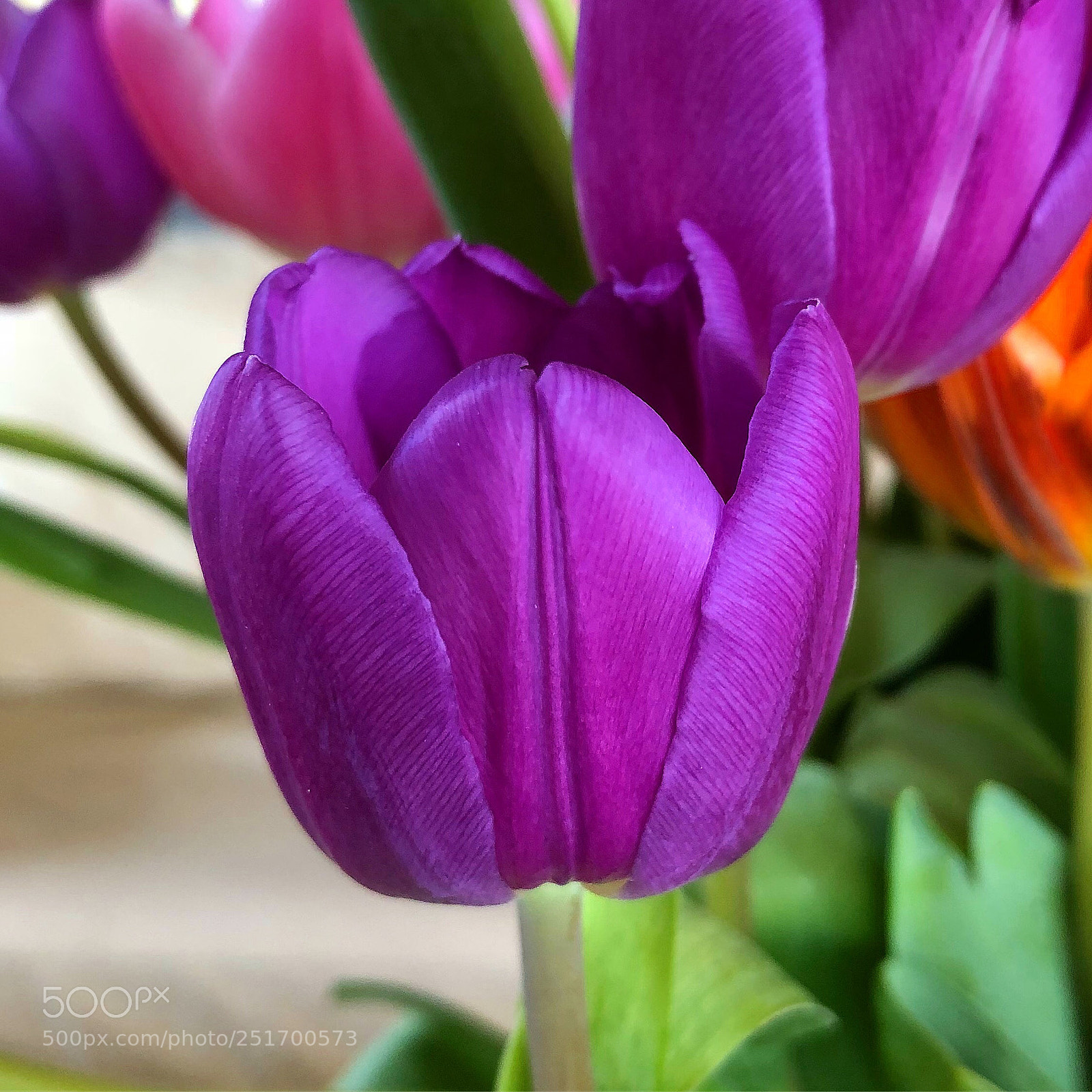 Apple iPhone 8 Plus sample photo. Beautiful tulip photography